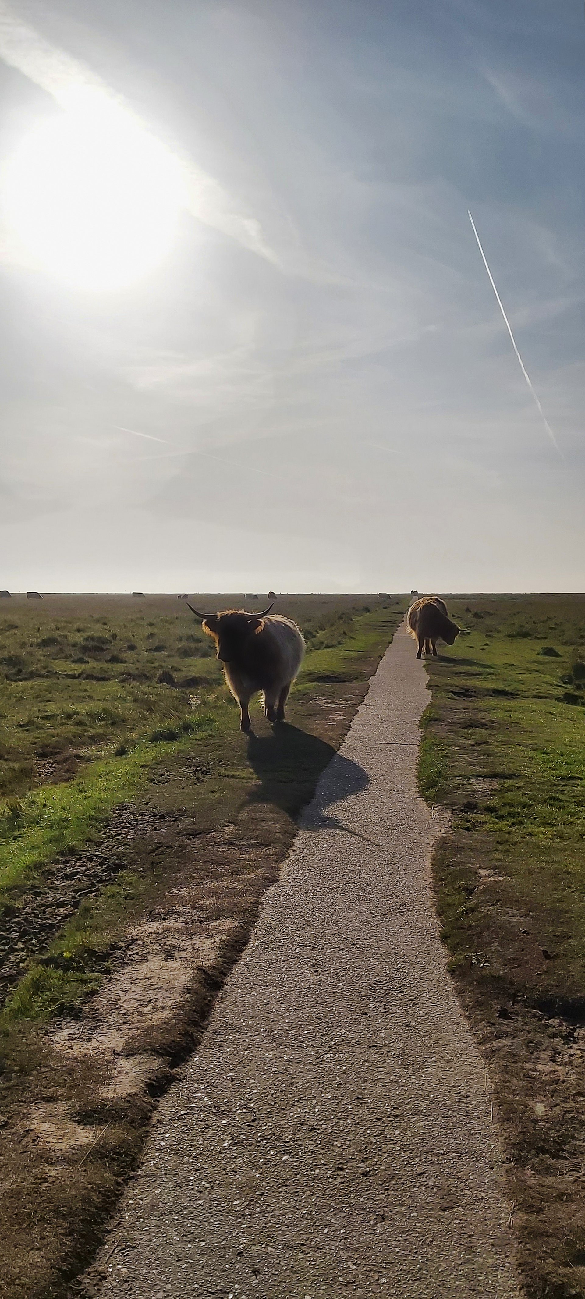 Kühe auf dem Weg zum Strand