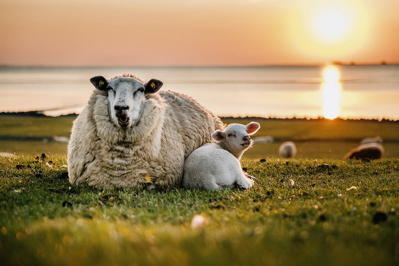 Schaf mit Lamm liegt auf dem Deich, im Hintergrund geht die Sonne über dem Meer unter