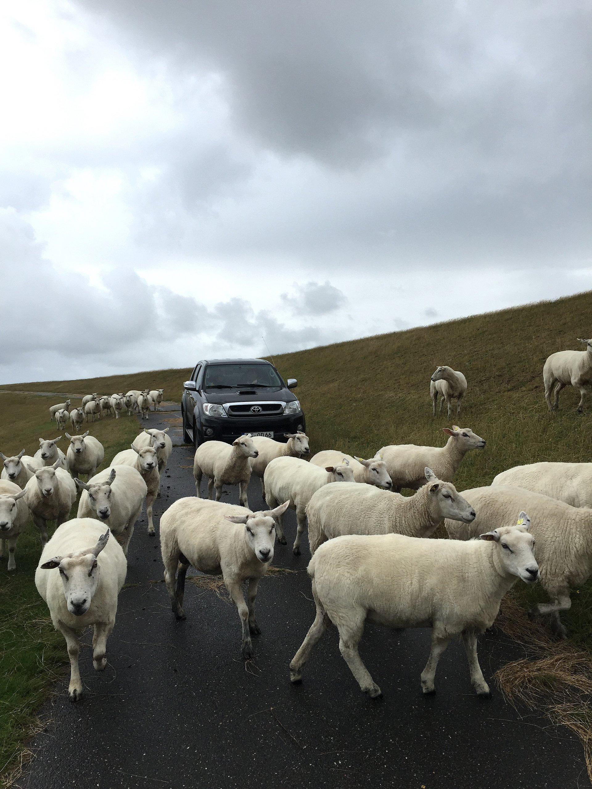 Eine Schafherde versperrt einem Auto den Weg am Deich entlang