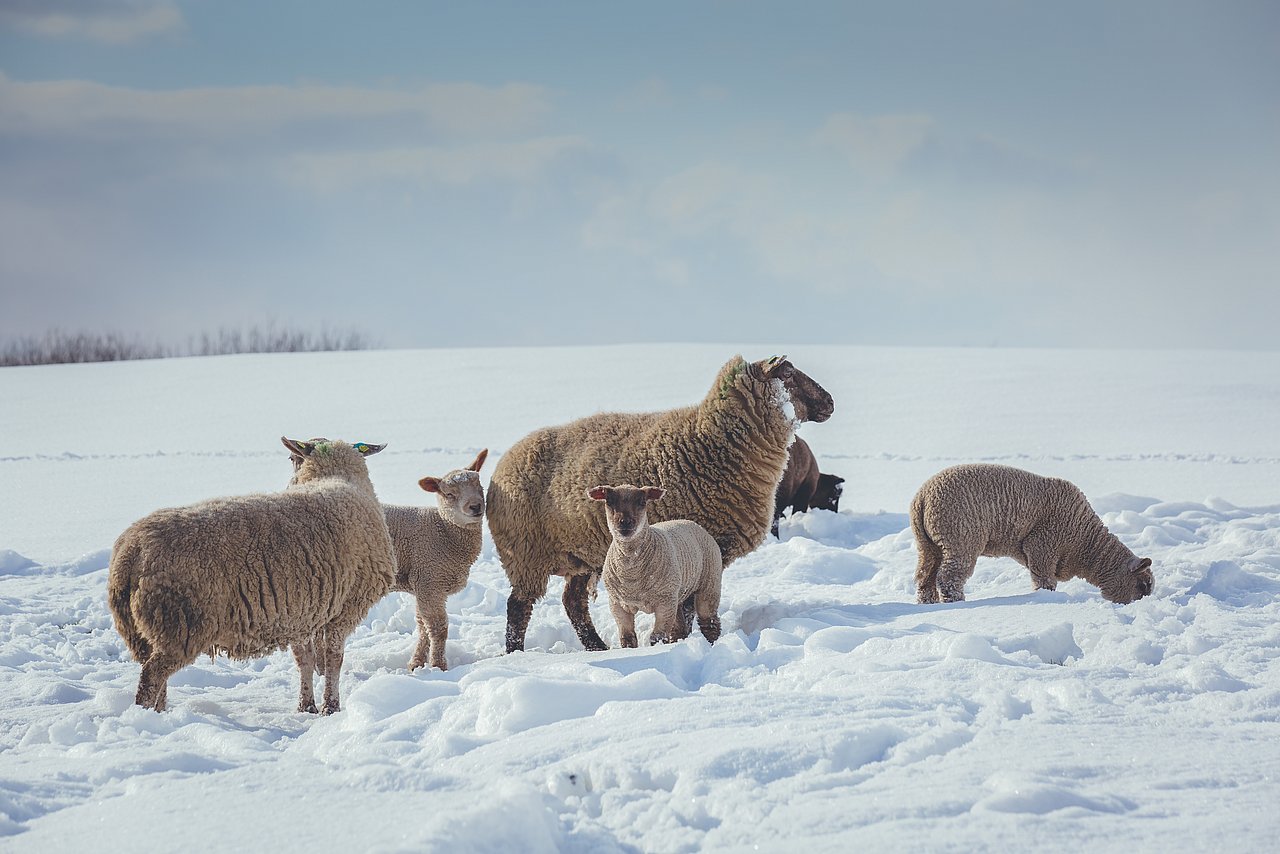 Schafe im Schnee in Nordfriesland