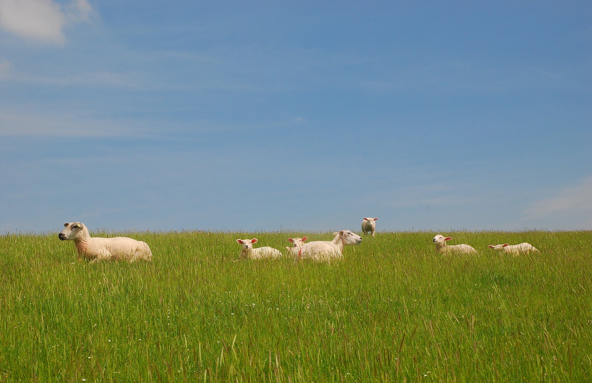 Schafe laufen auf einer Wiese an der Nordsee Schleswig-Holstein