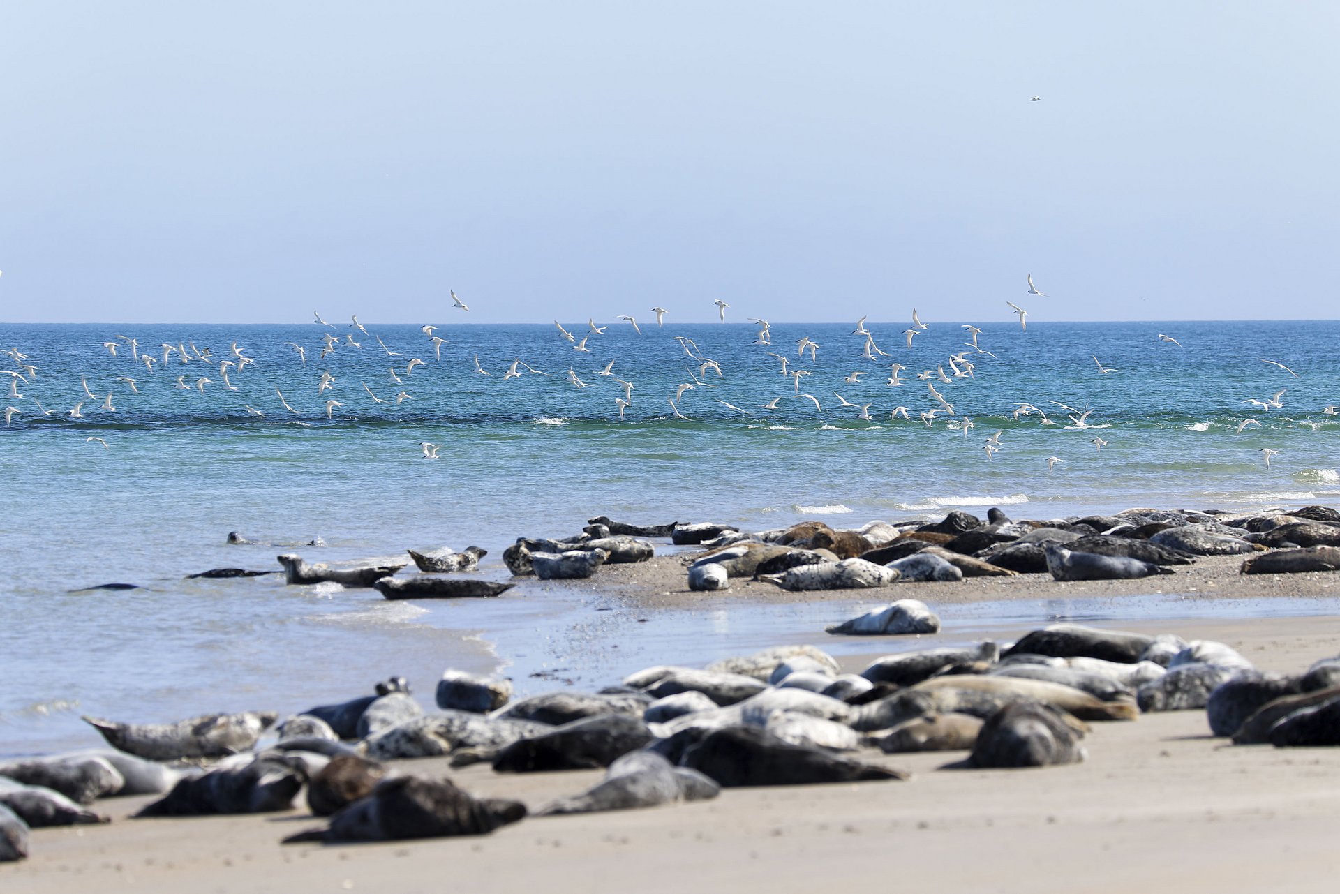 Robben liegen am Strand von Helgolands Düne