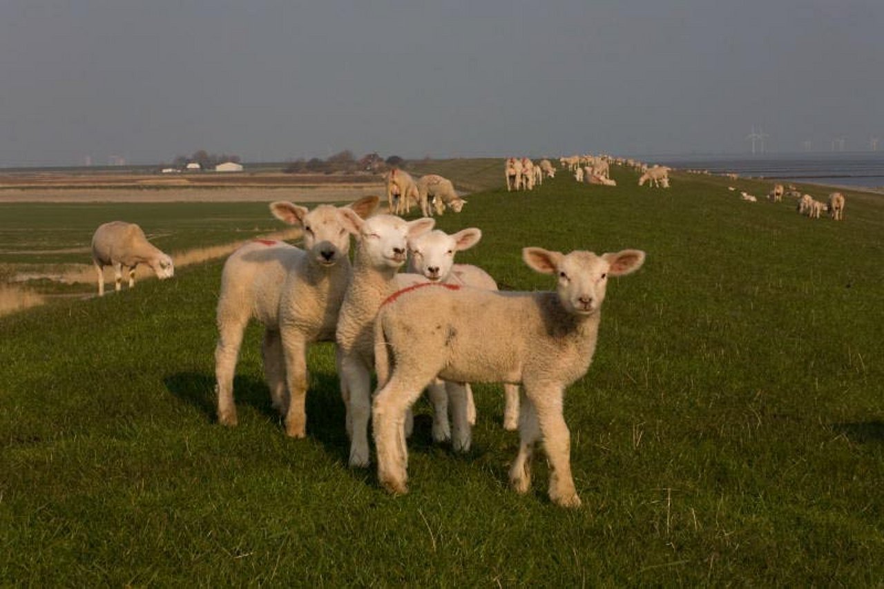 Schafe Nordstrand