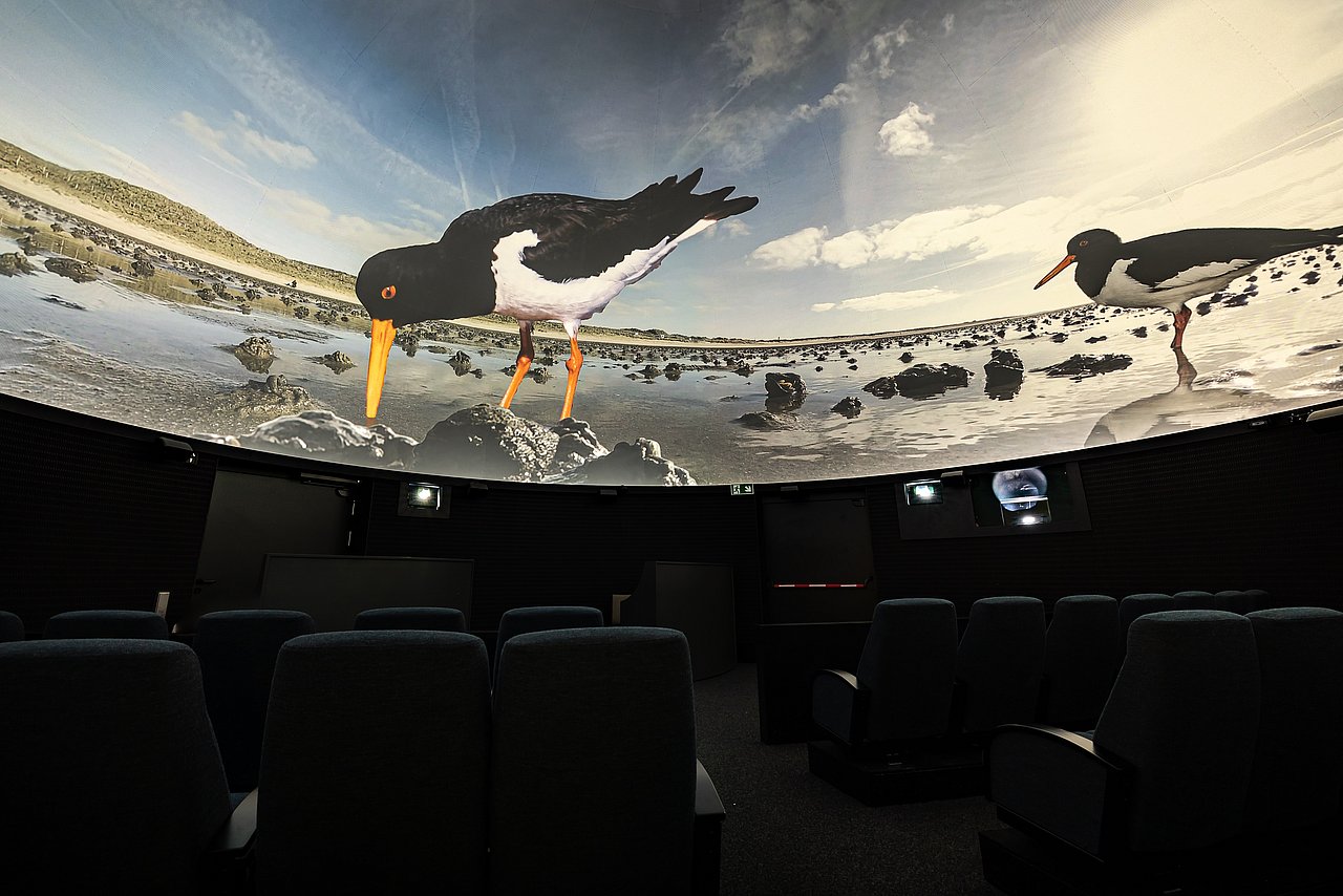 ein Film mit Austernfischern wird auf der 360 Leinwand gezeigt