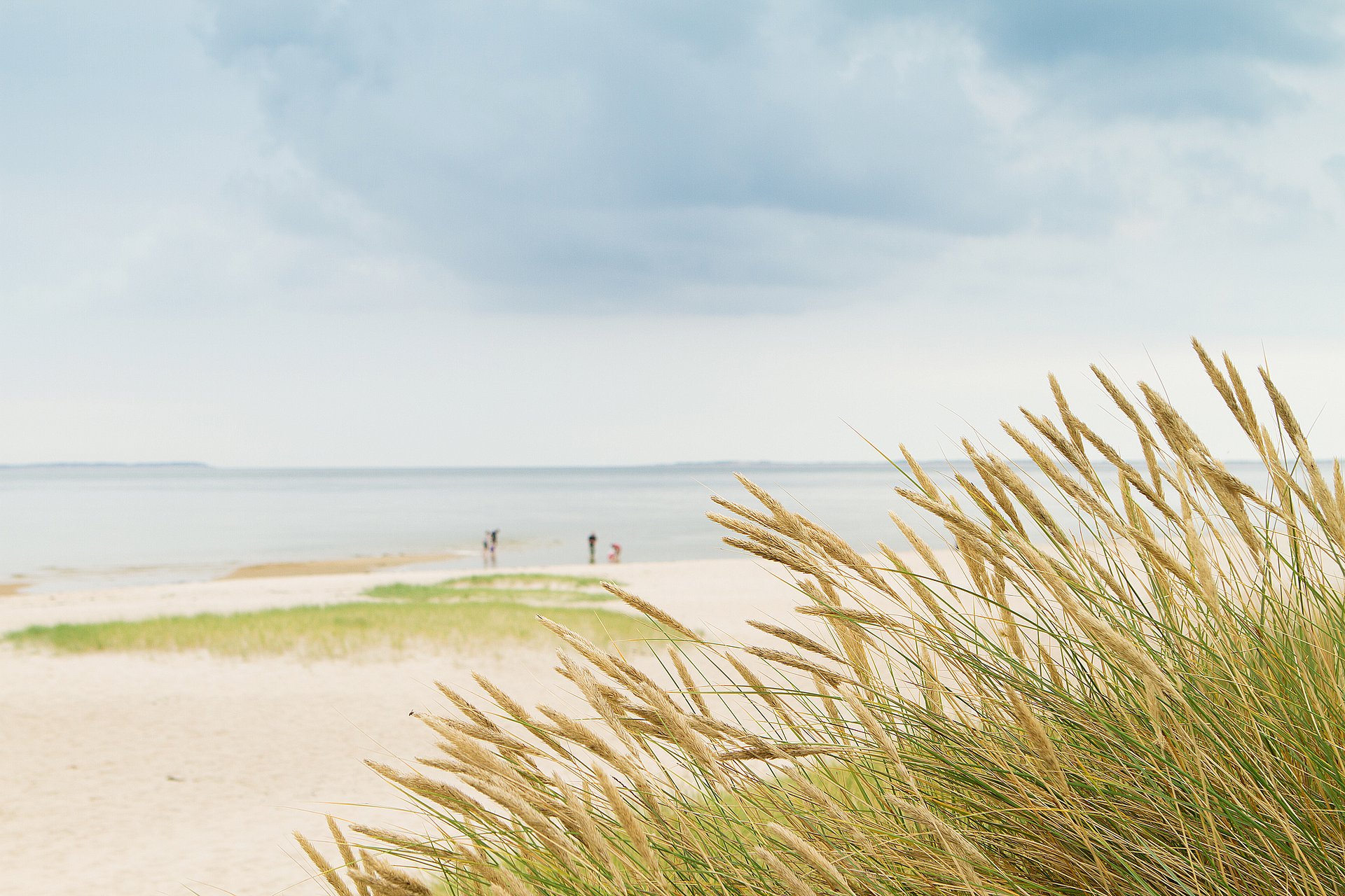Sylt Dünengras mit Blick auf den Strand