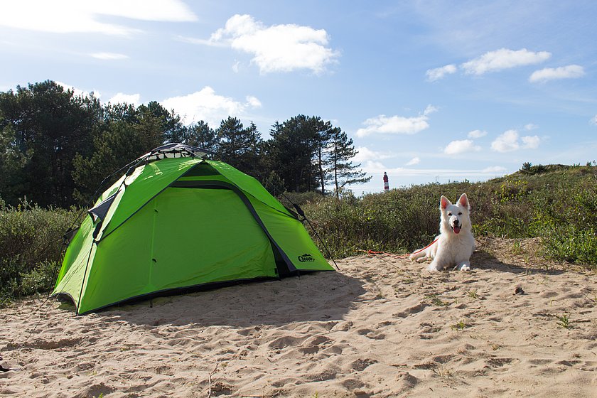 Hund liegt auf dem Campingplatz Amrum inmitten der Dünen neben einem Zelt. Im Hintergrund ist der Amrumer Leuchtturm zu sehen