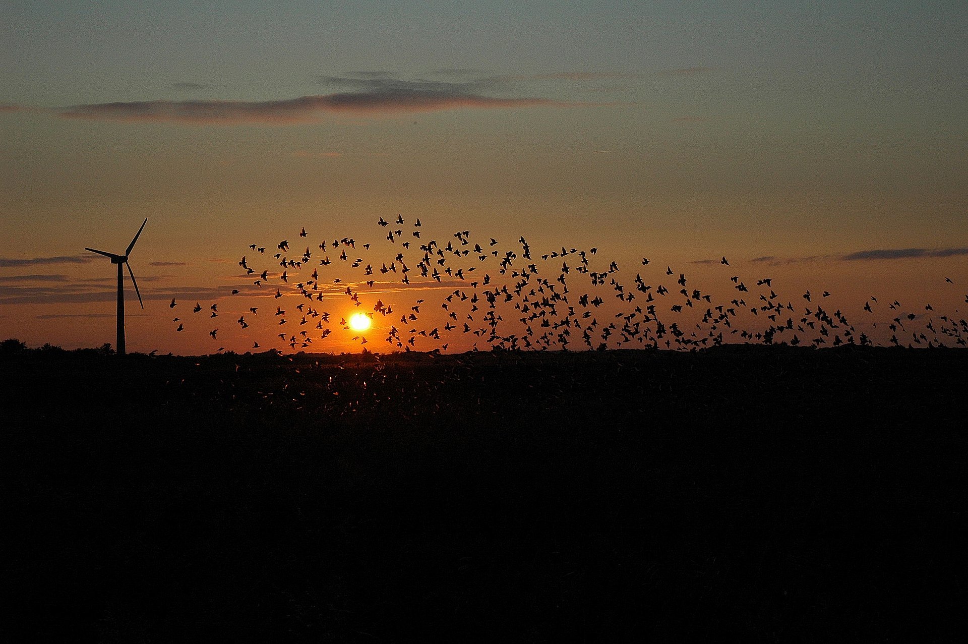 Vögel im Sonnenuntergang auf Römö
