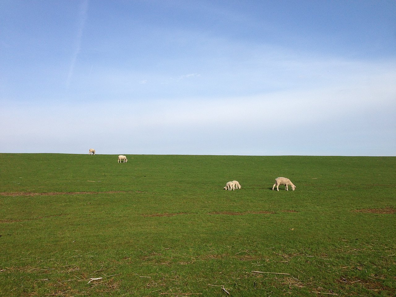 Schafe Nordfriesland
