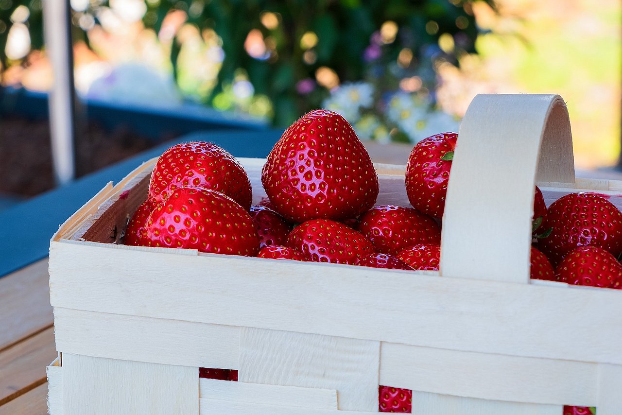 Erdbeeren sammeln