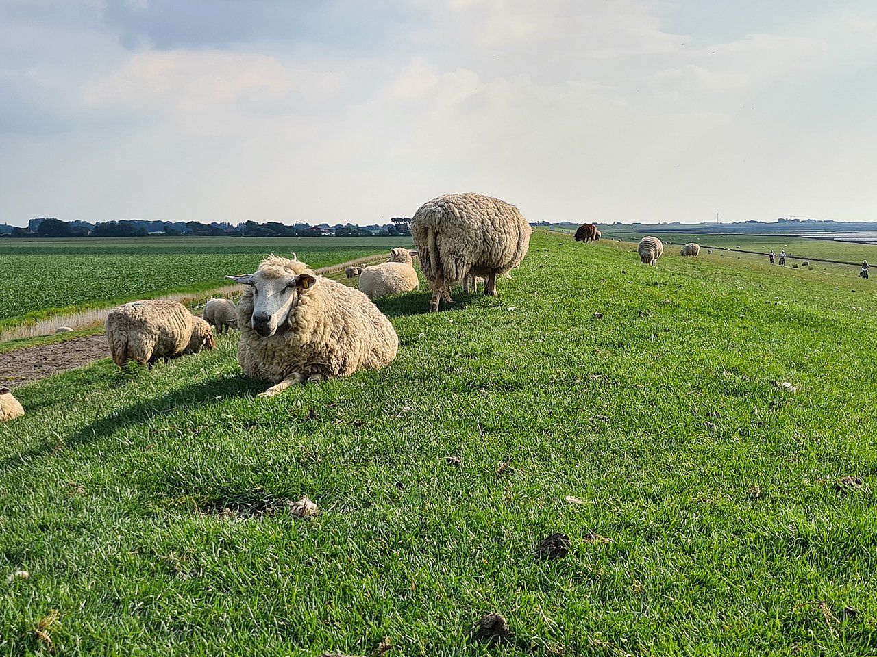 Schafe aufm Deich