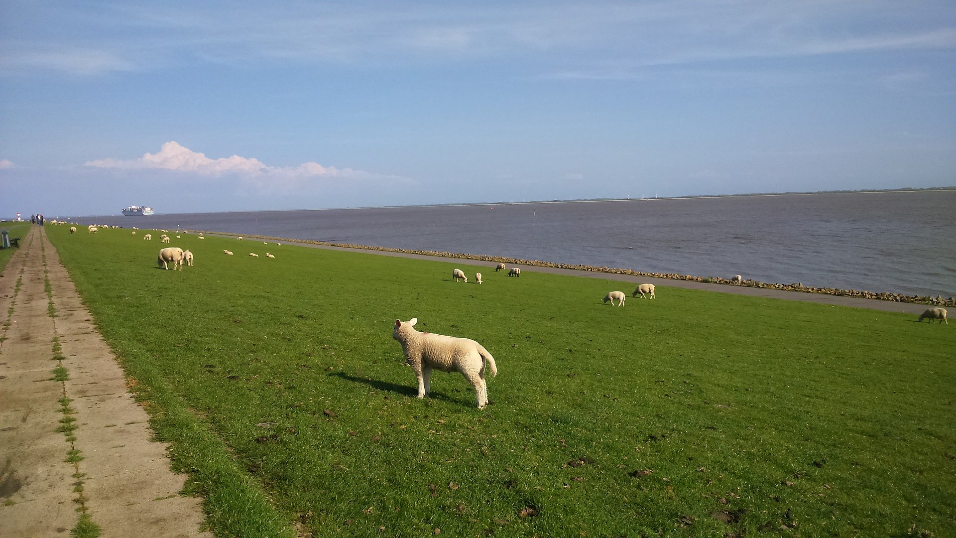 grasende Schafe am Elbdeich in Dithmarschen mit Blick aufs Meer