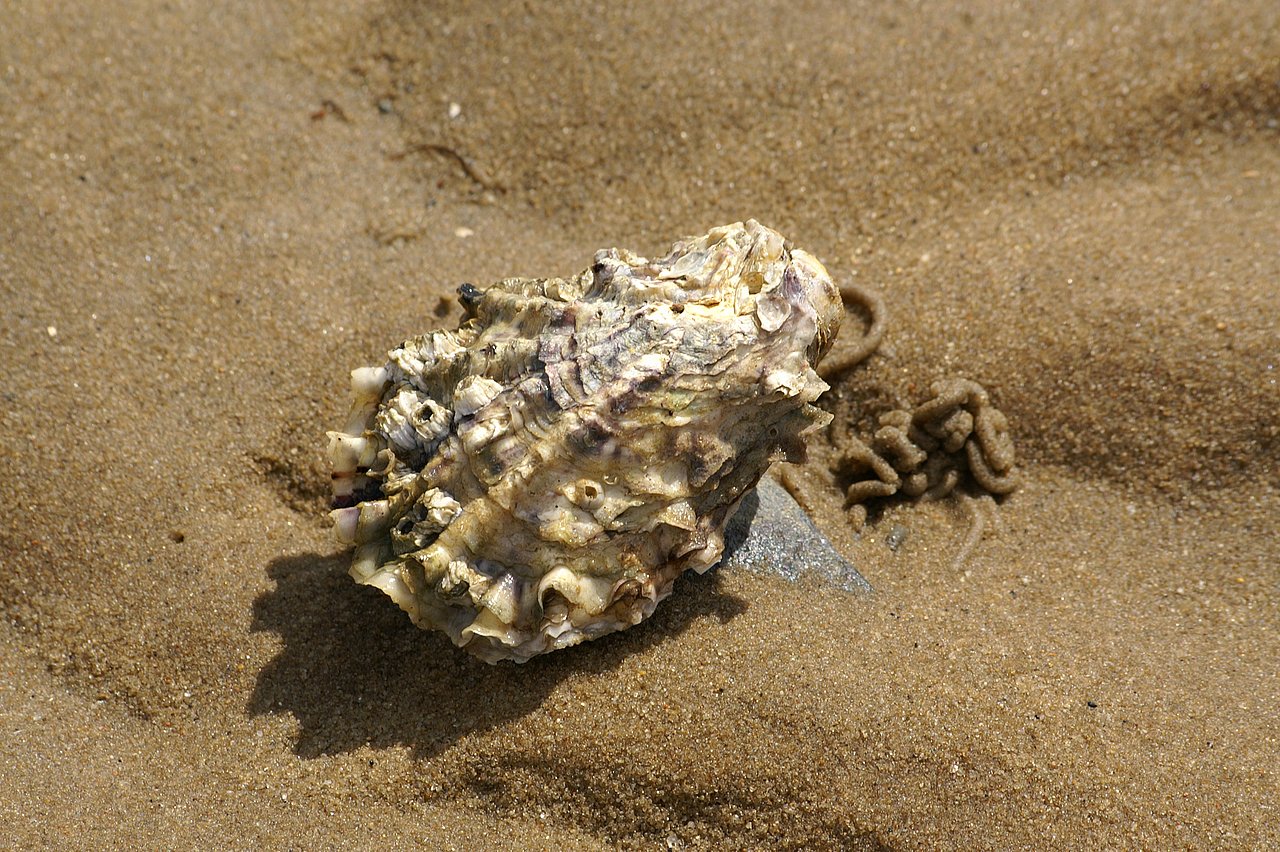 Auster am Strand von Föhr