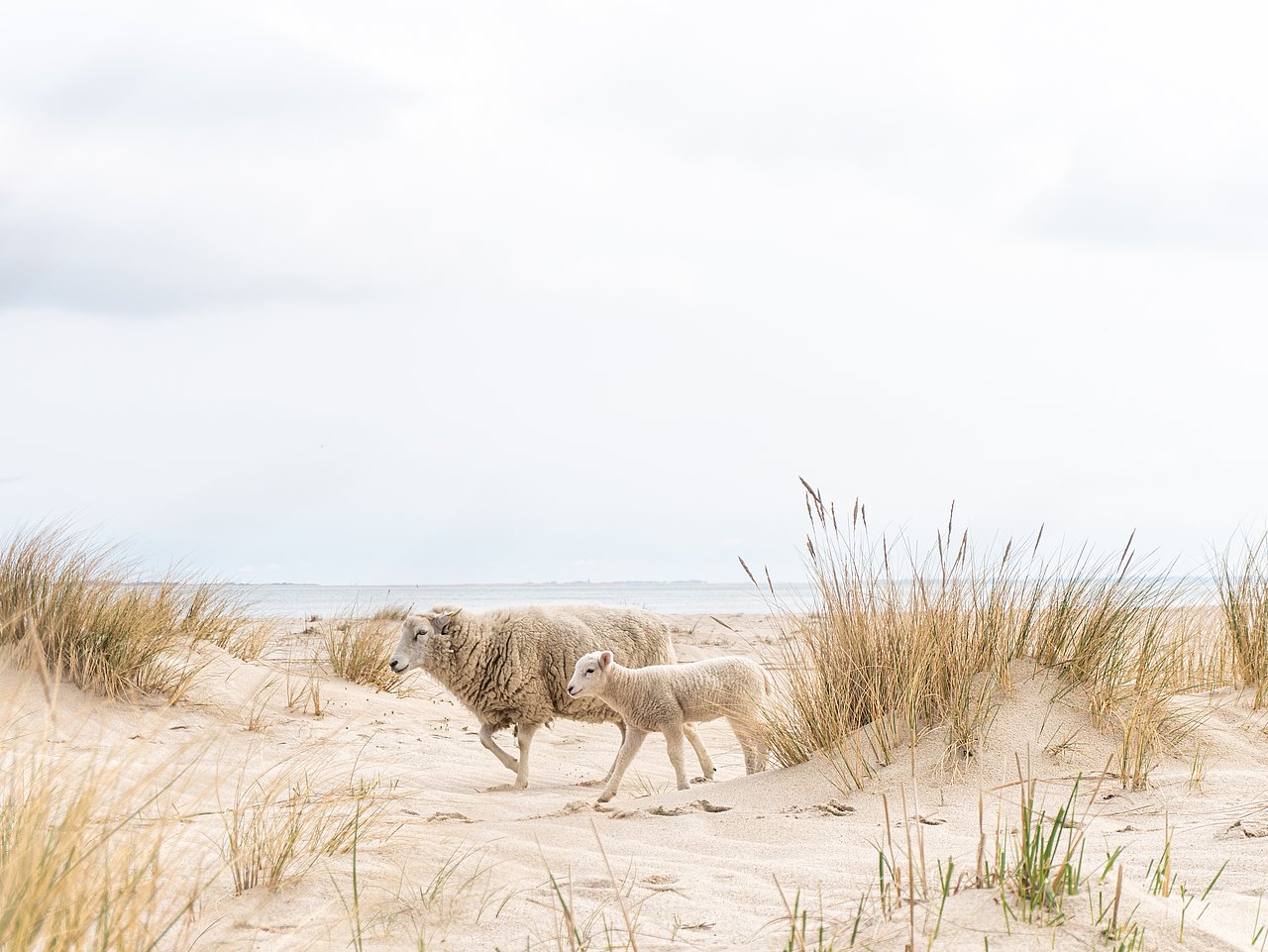 Schaf mit Lamm am Strand
