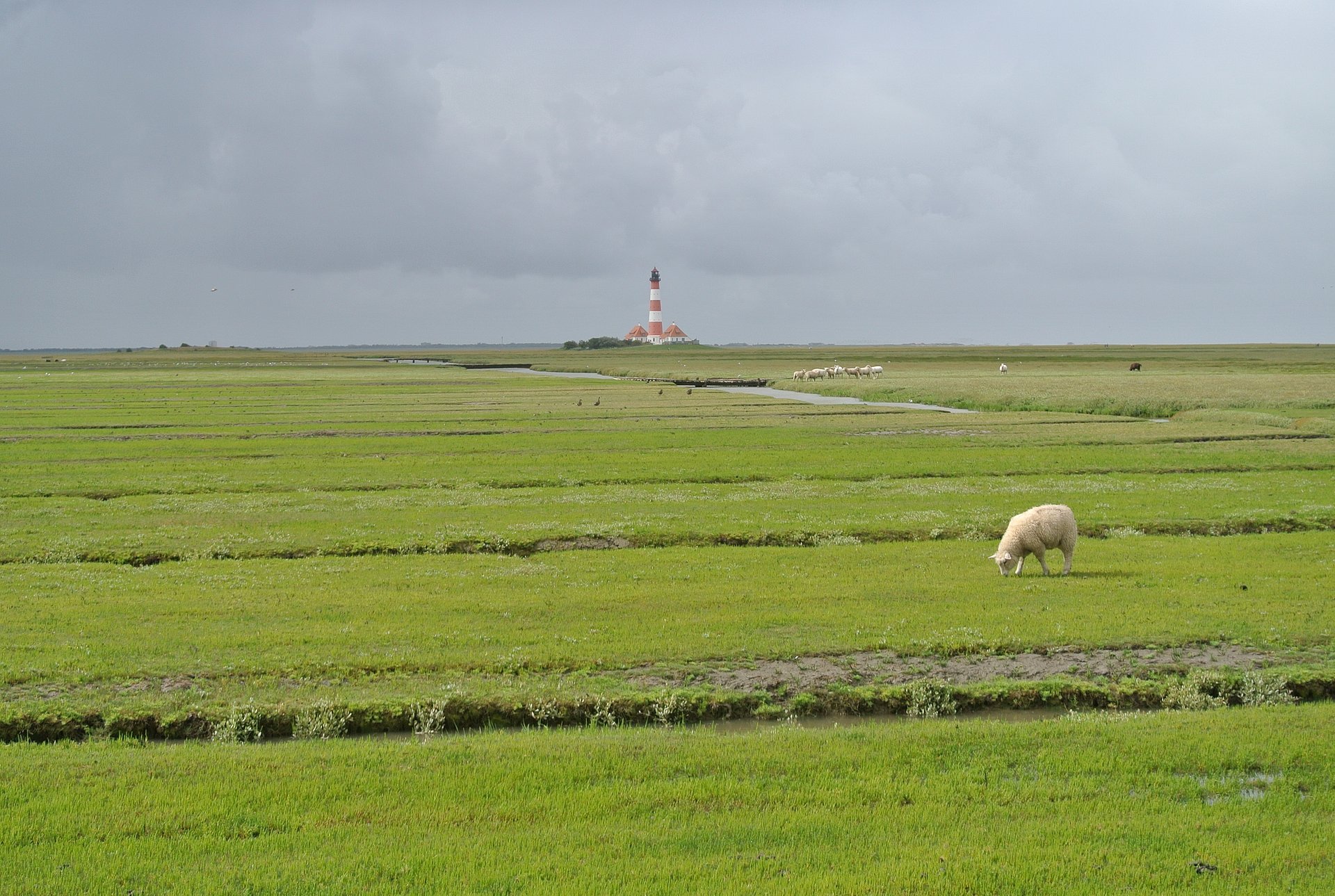 Blick auf den rot-weiß gestreiften Leuchtturm Westerheversand, im Vordergrund ist eine grüne Wiese mit grasenden Schafen