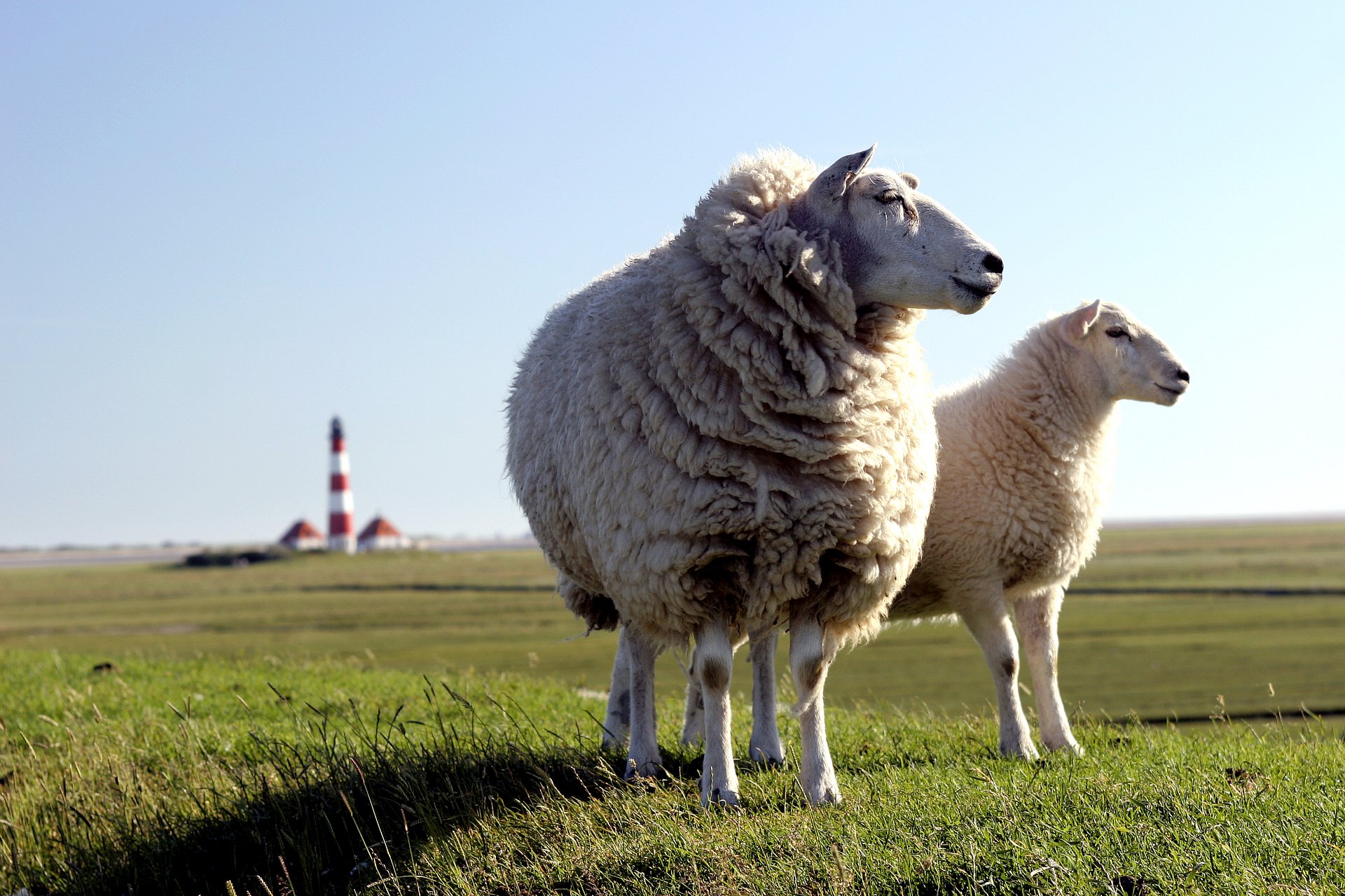 Schafe vor dem Westerhever Leuchtturm