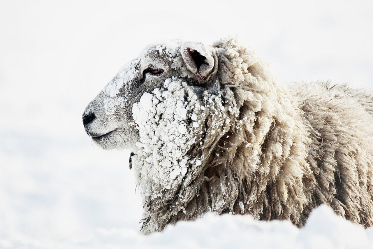 Schaf ruht im tiefen Schnee