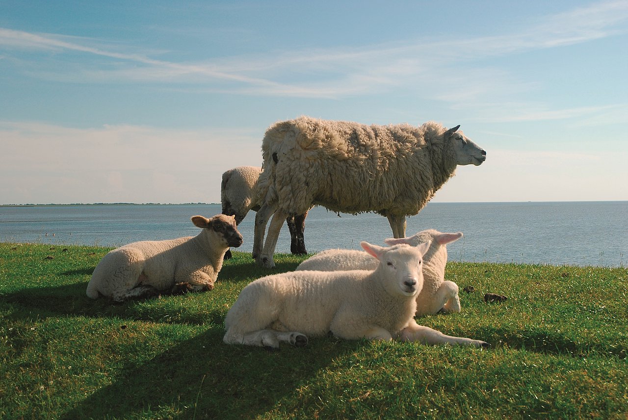 Nordsee Schafe