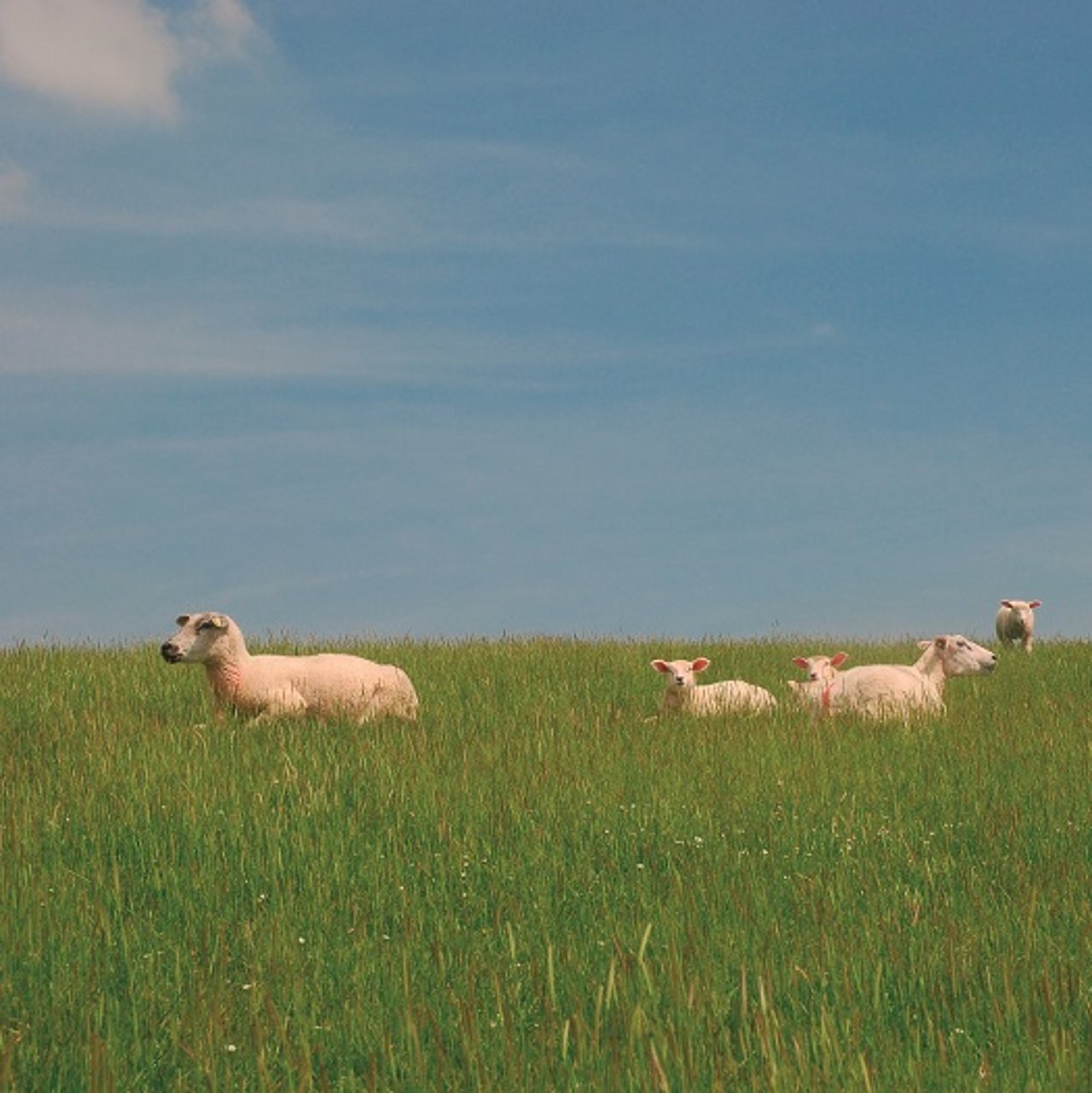 Nordsee Schafe(1)-vorschau