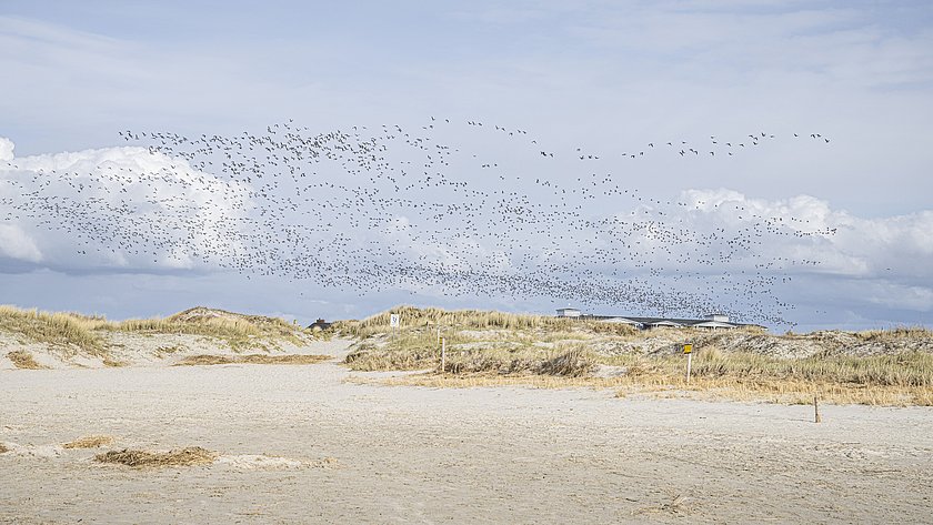 Vögel fliegen über den Strand von Eiderstedt