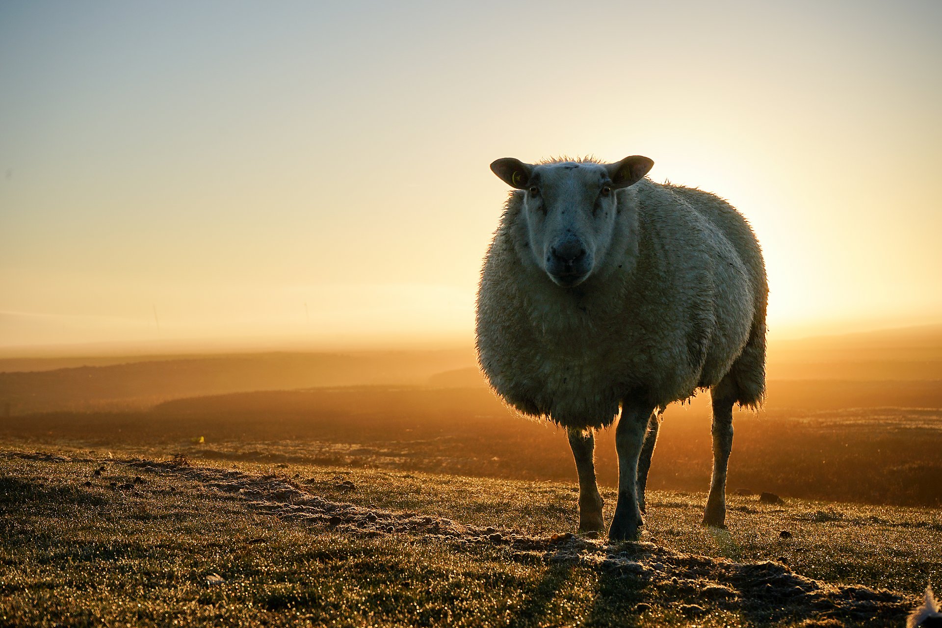 Schaf steht auf Pellworm im warmen Abendlicht