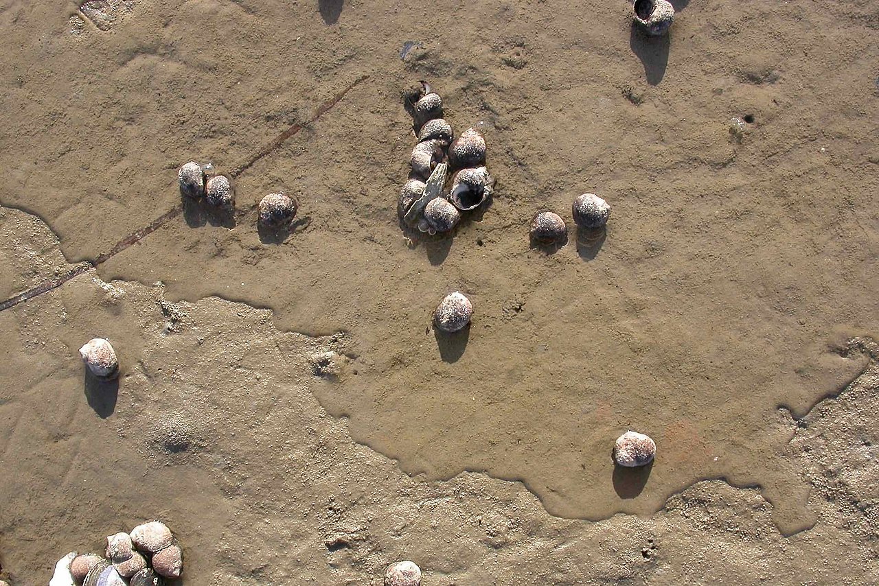 Strandschnecken leben auf dem Wattboden