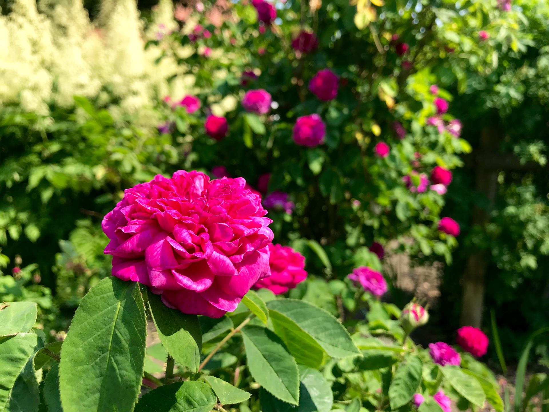 Rosengarten Meldorf