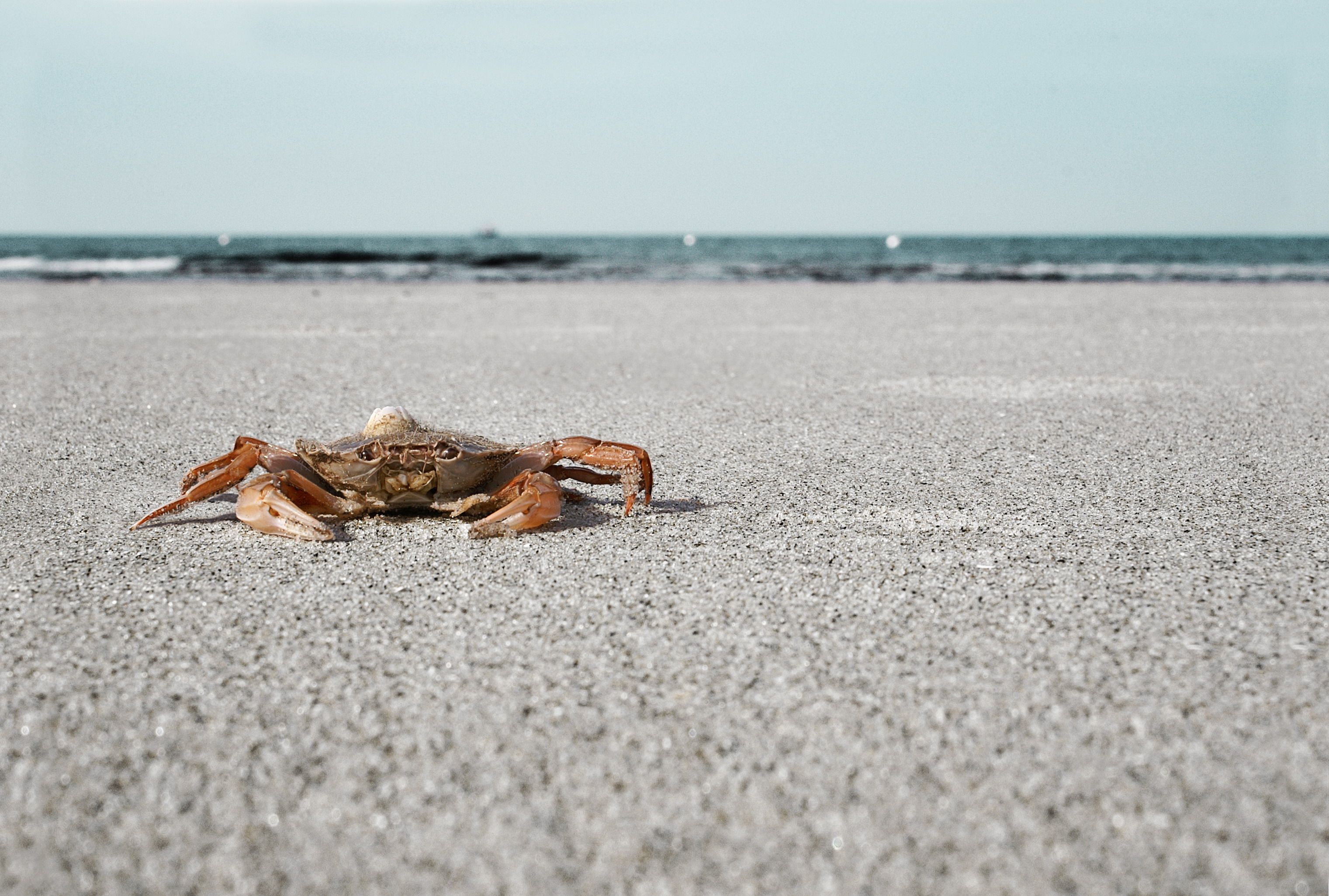 Eine Krabbe am Strand von St. Peter-Ording.