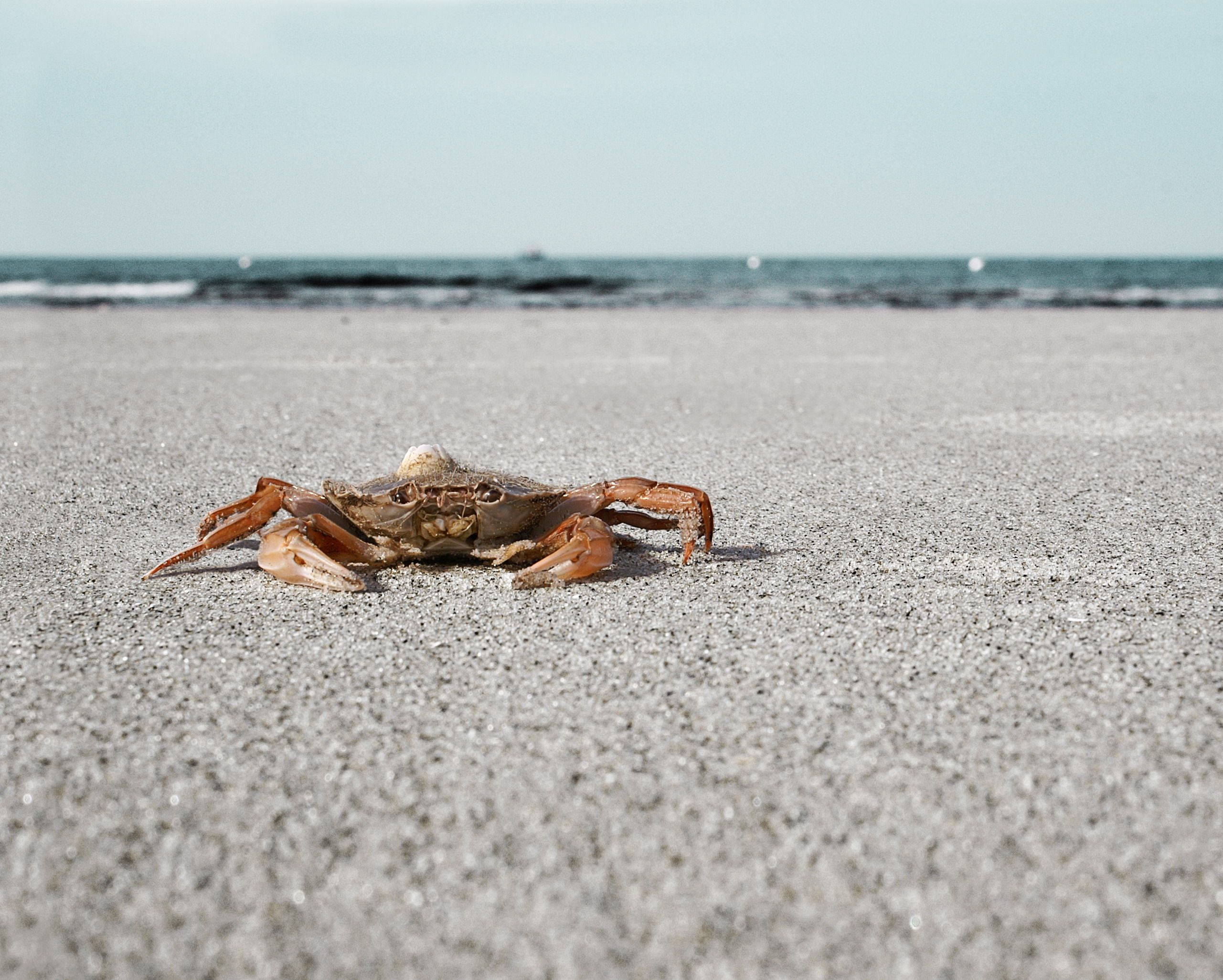 Eine Krabbe am Strand von St. Peter-Ording.