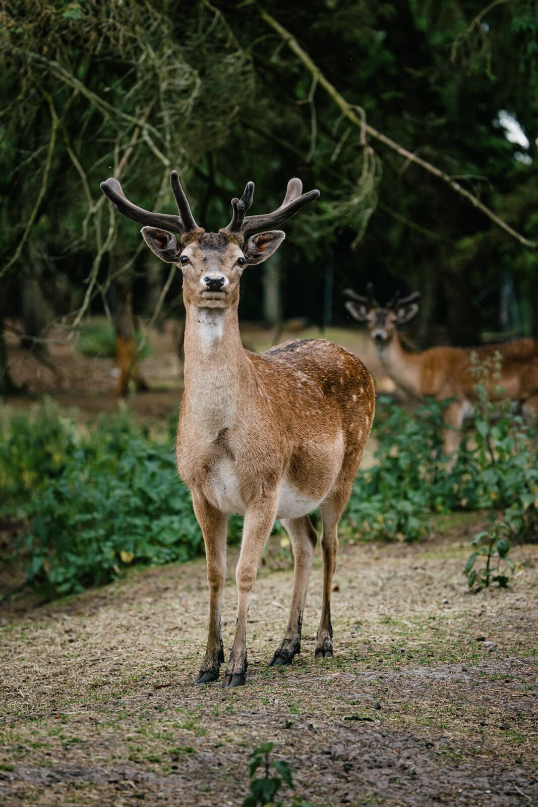 Dammwild kann im Langenberger Forst ganz nah beobachtet werden