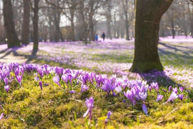 Krokusblüten in Husum