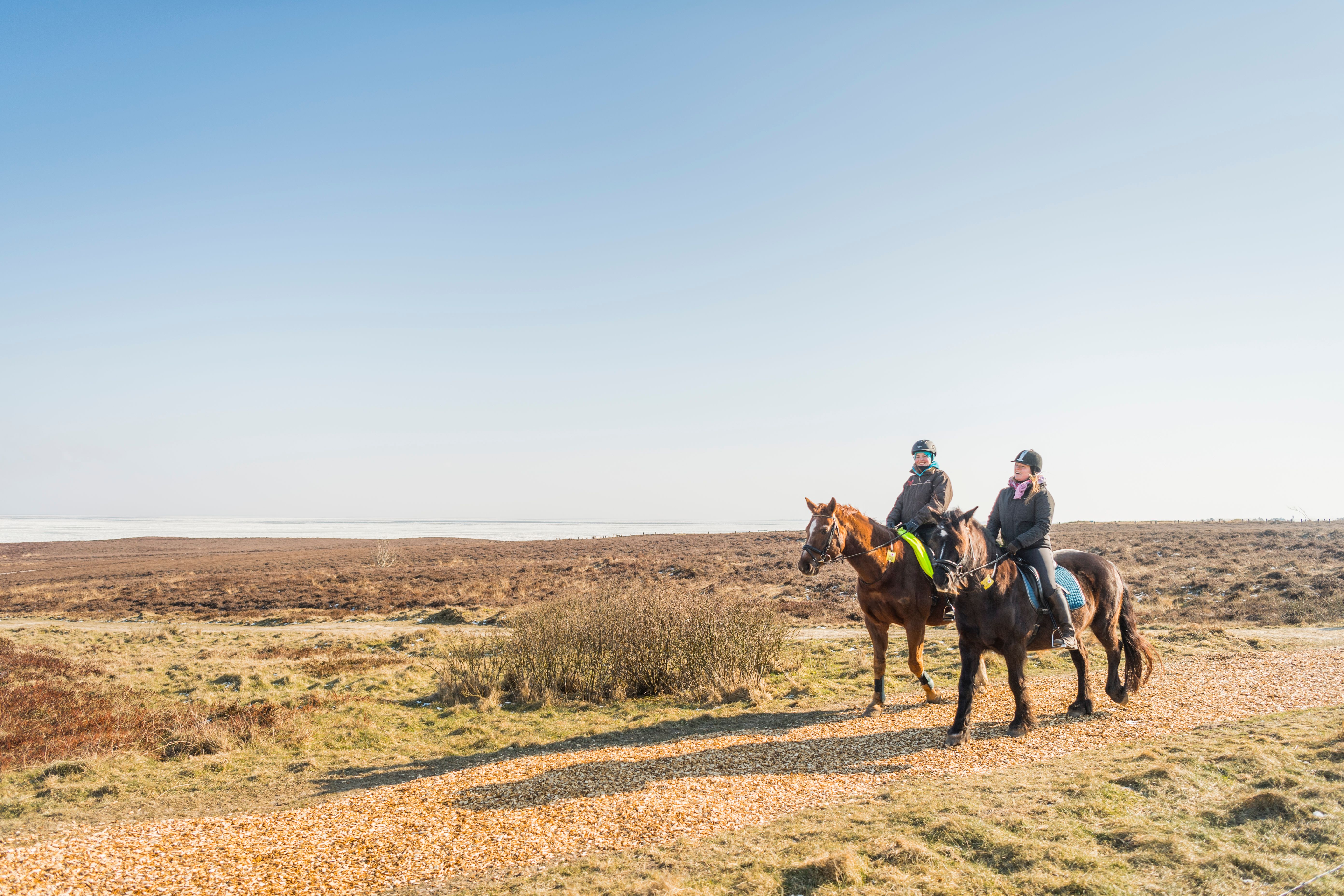 zwei Reiter reiten durch die Braderuper Heide