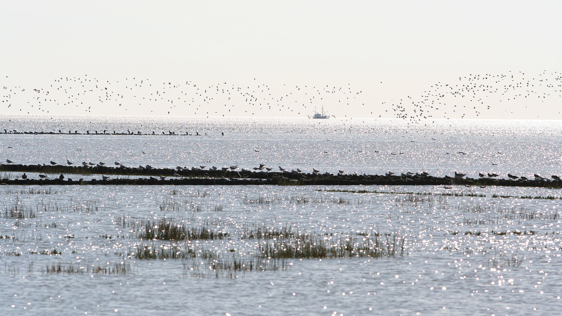 Der Blick geht über das von der Flut bedeckte Vorland mit seinen Lahnungen. Im Hintergrund im Gegenlicht sind Vogelschwärme sowie ein Fischernder Kutter zusehen. - Foto: W. A.