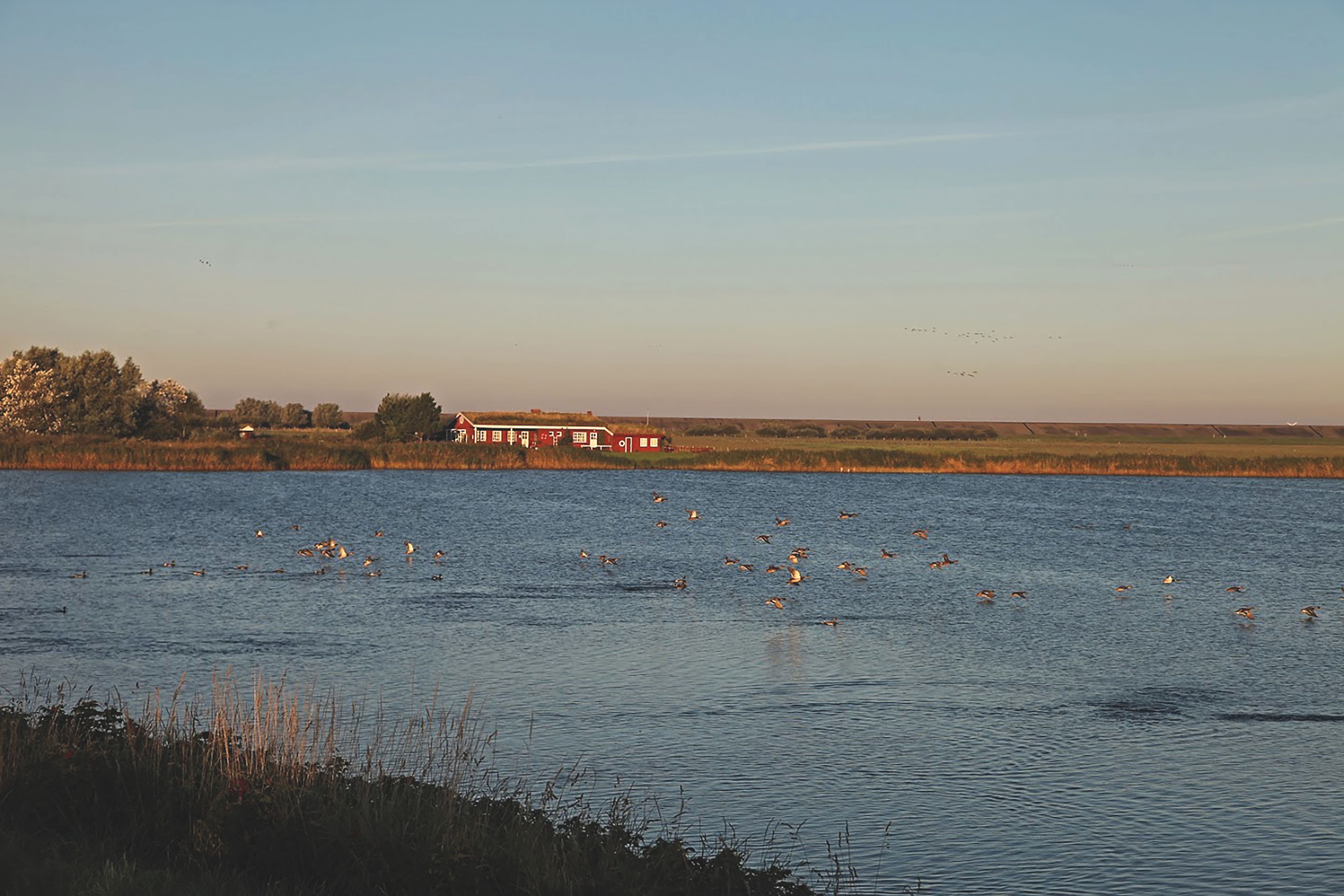  Blick auf das Katinger Watt zwischen Tönnung und dem Eidersperrwerk. – Foto: W. Ammon