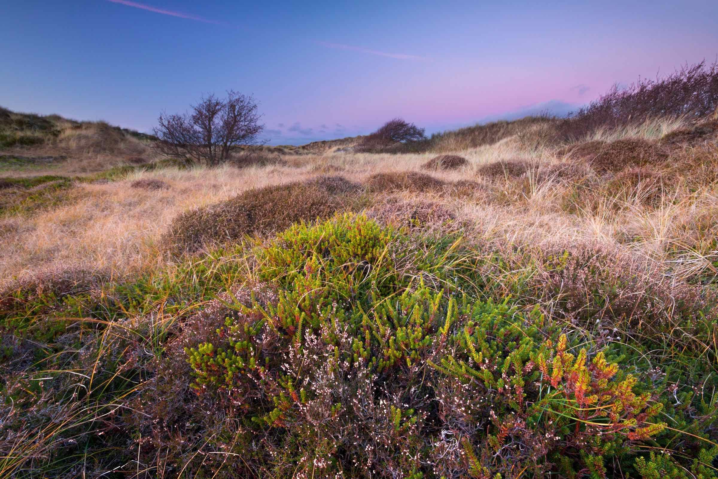 Entdecken Sie, wie Strandhafer, Sand und Seewind die Dünenlandschaft in St. Peter-Ording gestalten. Naturkundliche Führung mit der Schutzstation Wattenmeer.