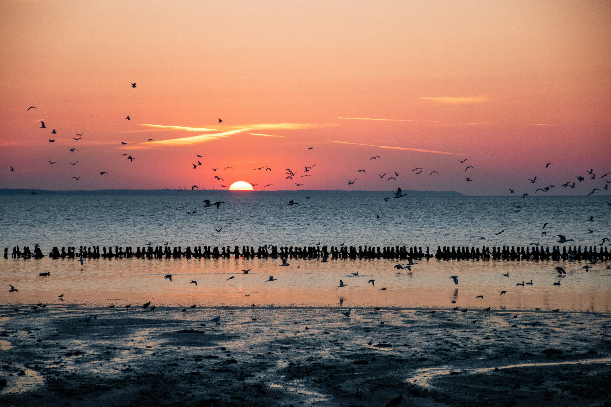 Sonnenaufgang über Föhr von Amrum aus betrachtet. Davor fliegen Seevögel über das Wasser und das Watt.