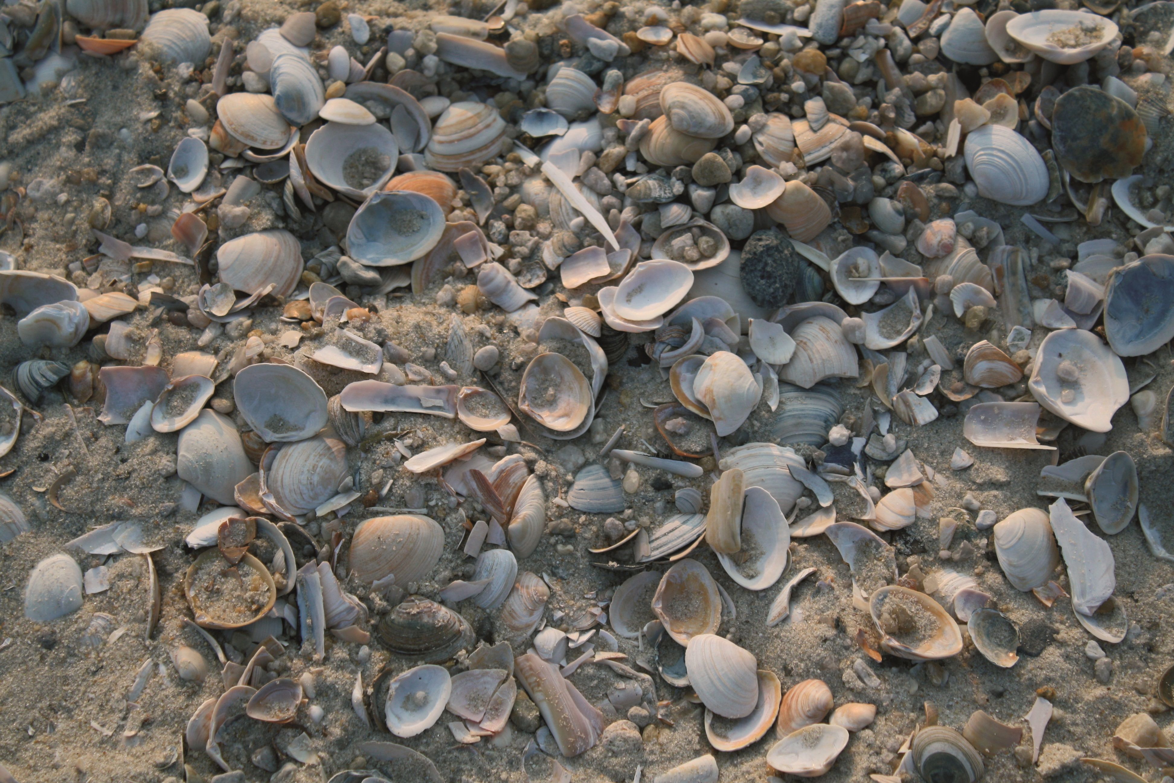 Muscheln am Strand an der Nordsee