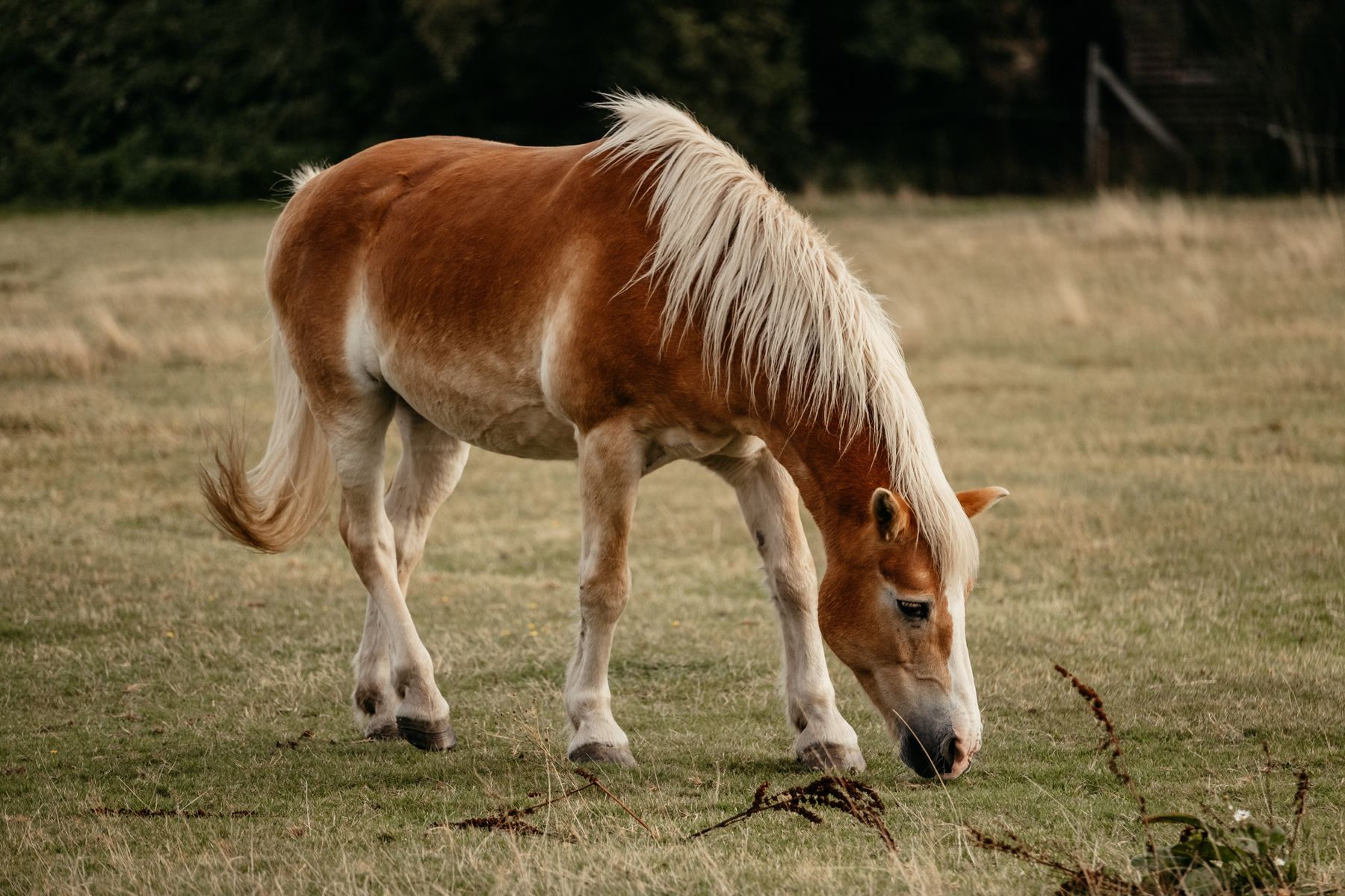Ein Haflinger grast friedlich auf einer Weide