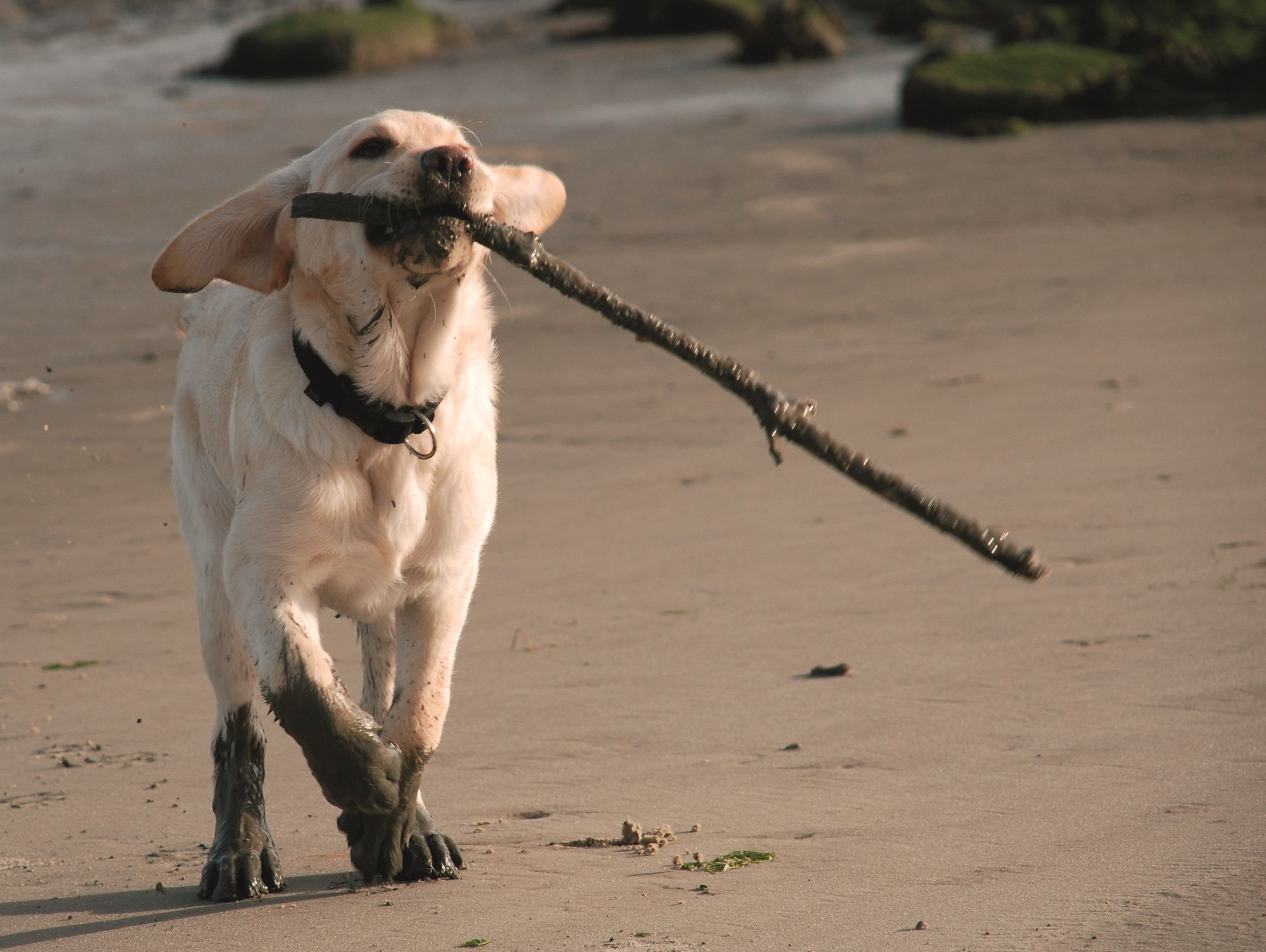 Hund am Strand an der Nordsee
