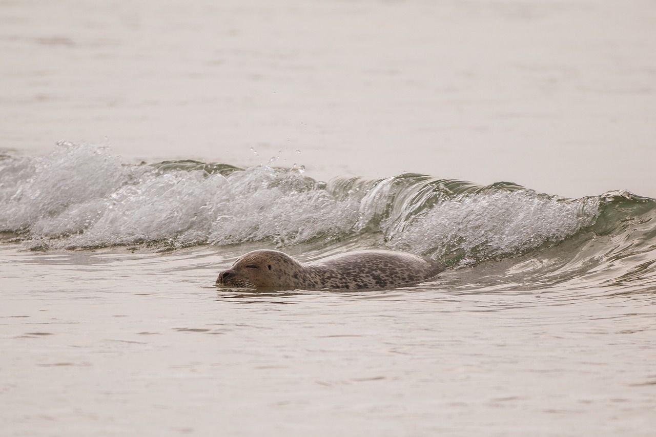 Eine Robbe schwimmt durch eine Welle im Meer