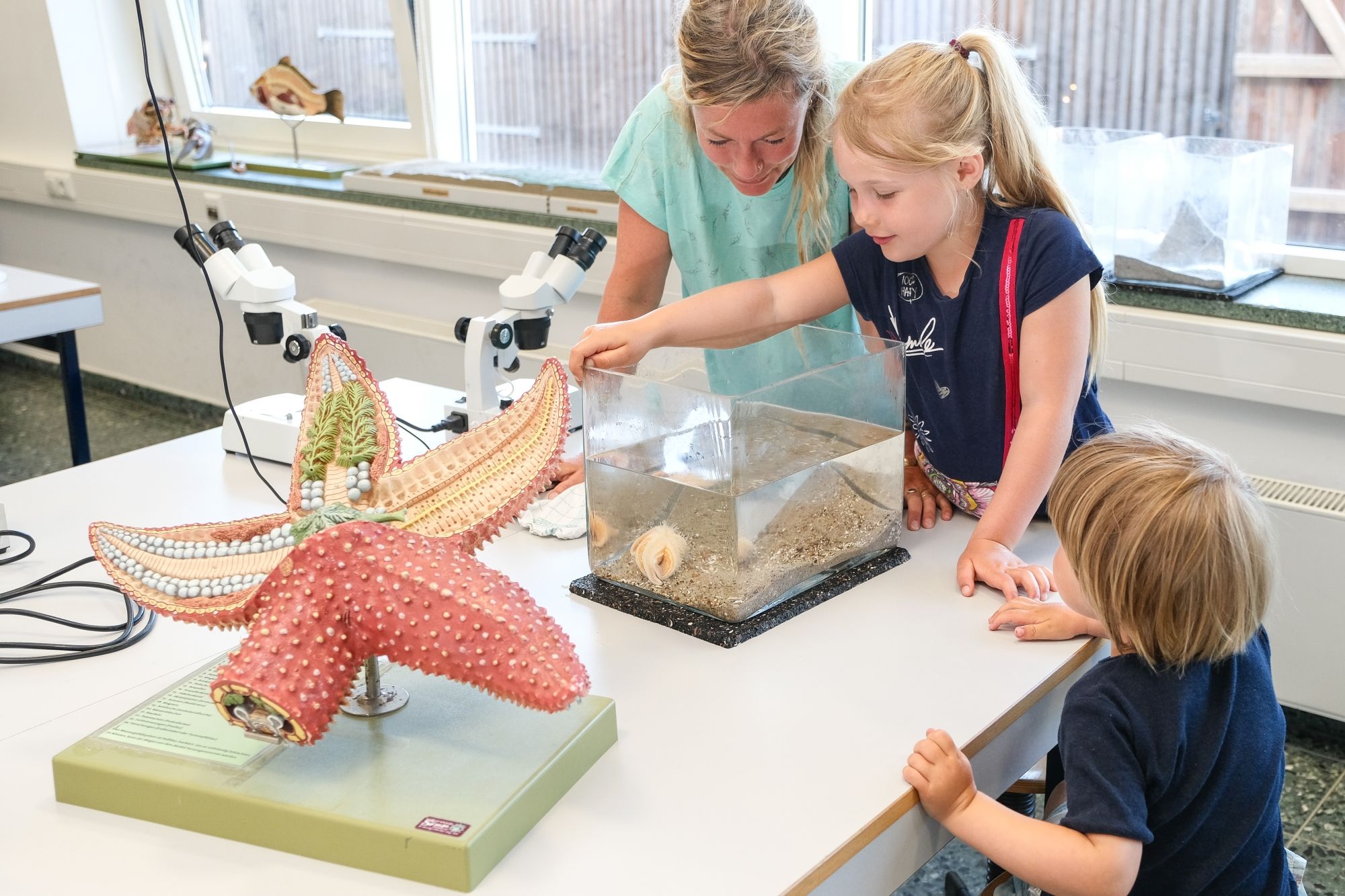 Kinder zeigen im Forschungslabor im Multimar Wattforum auf ein großes Schnittmodel eines Seesterns.Foto: Sven Geißler / LKN.SH