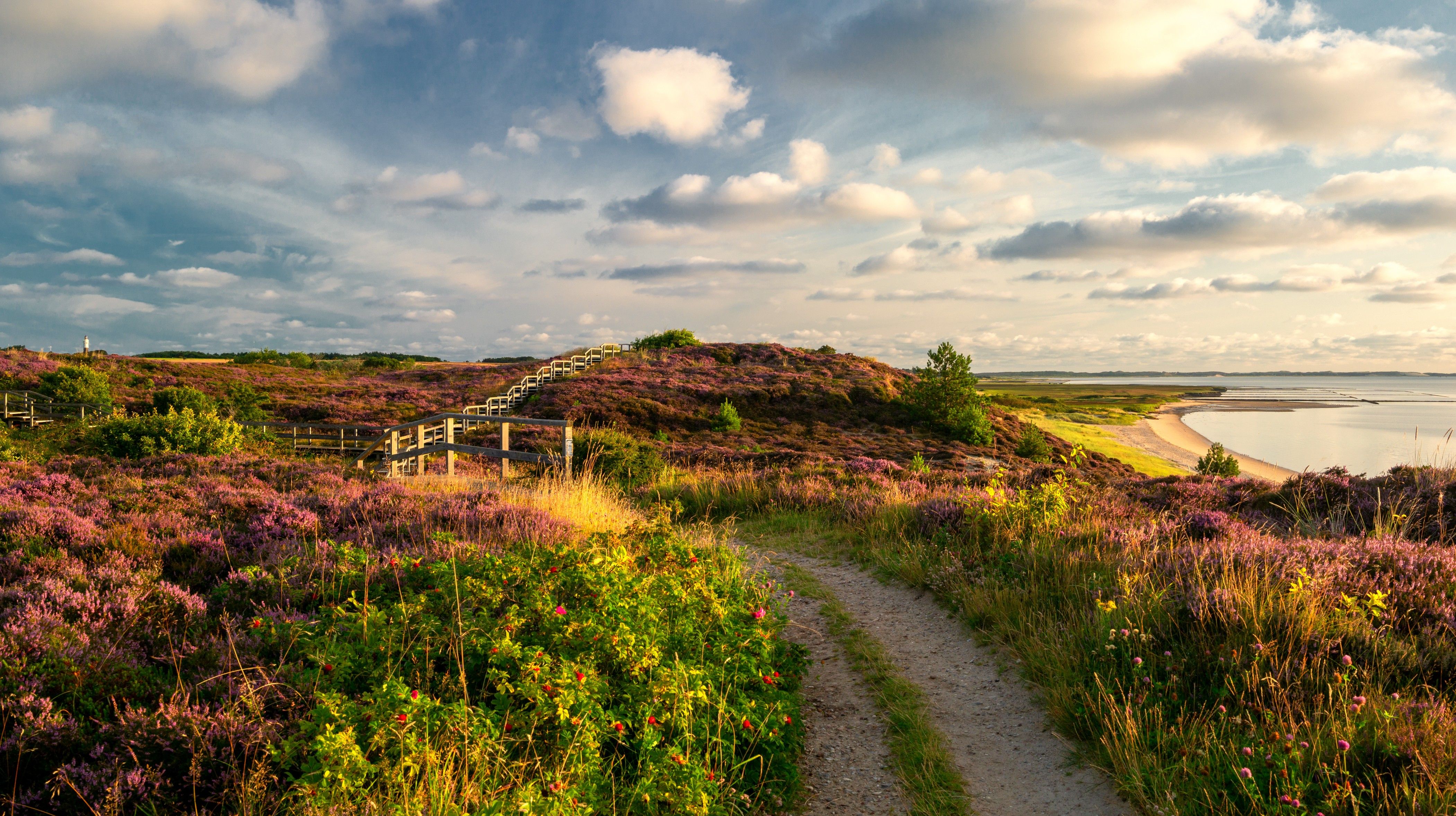Die blühende Braderuper Heide auf Sylt mit Blick auf die Ostküste. Foto: Hans Jessel | Sylt Marketing
