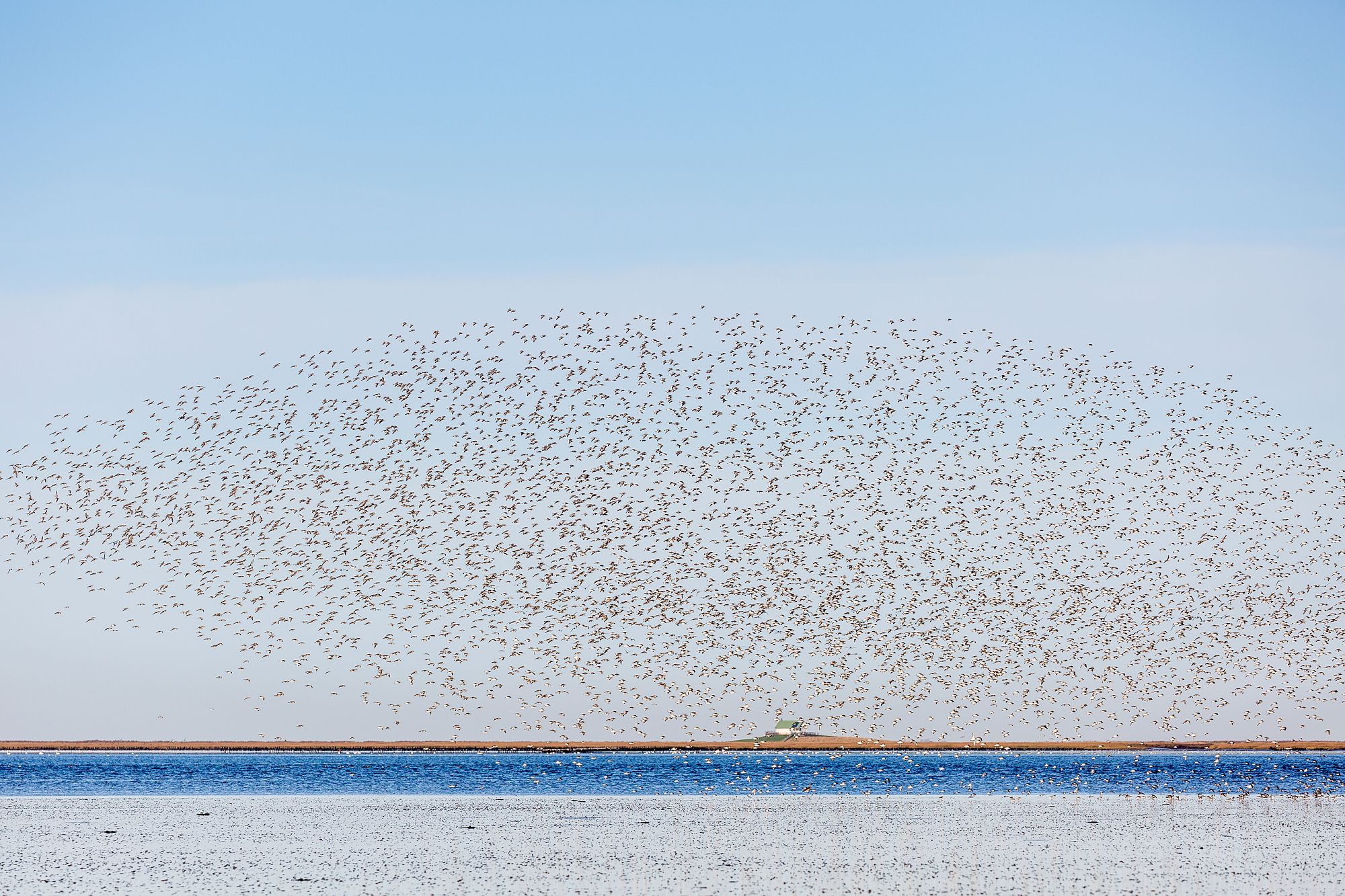 Ein Vorgelschwarm fliegt über die Hamburger Hallig. Foto: Martin Stock | LKN.SH