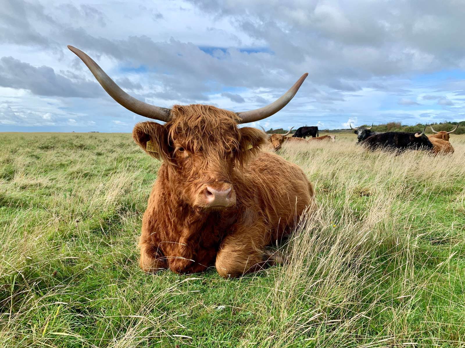 Ein Highlandrind liegt gemütlich auf der Wiese