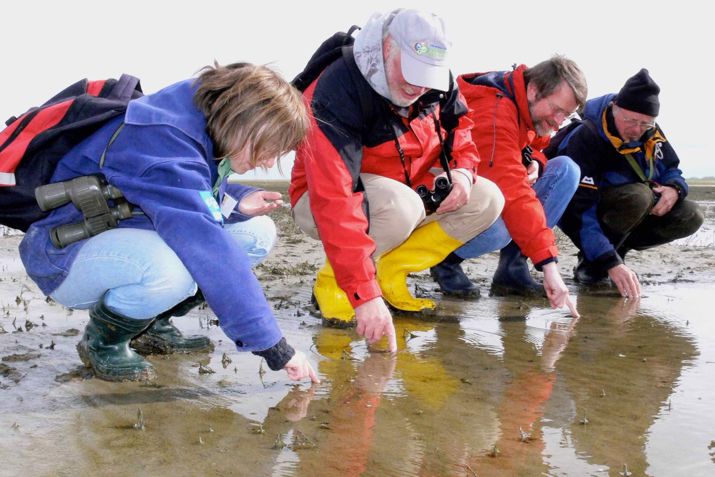 Eine Wattwanderung auf Sylt durch das Morsumer Watt. Erleben Sie Krebse, Muscheln und Schnecken hautnah und erfahren Sie, wie diese in dem besonderen aber auch extremen Lebensraum überleben.