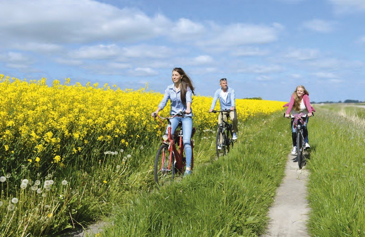 Radfahrer fahren auf einem Plattenweg durch zwei knallgelbe Rapsfelder.