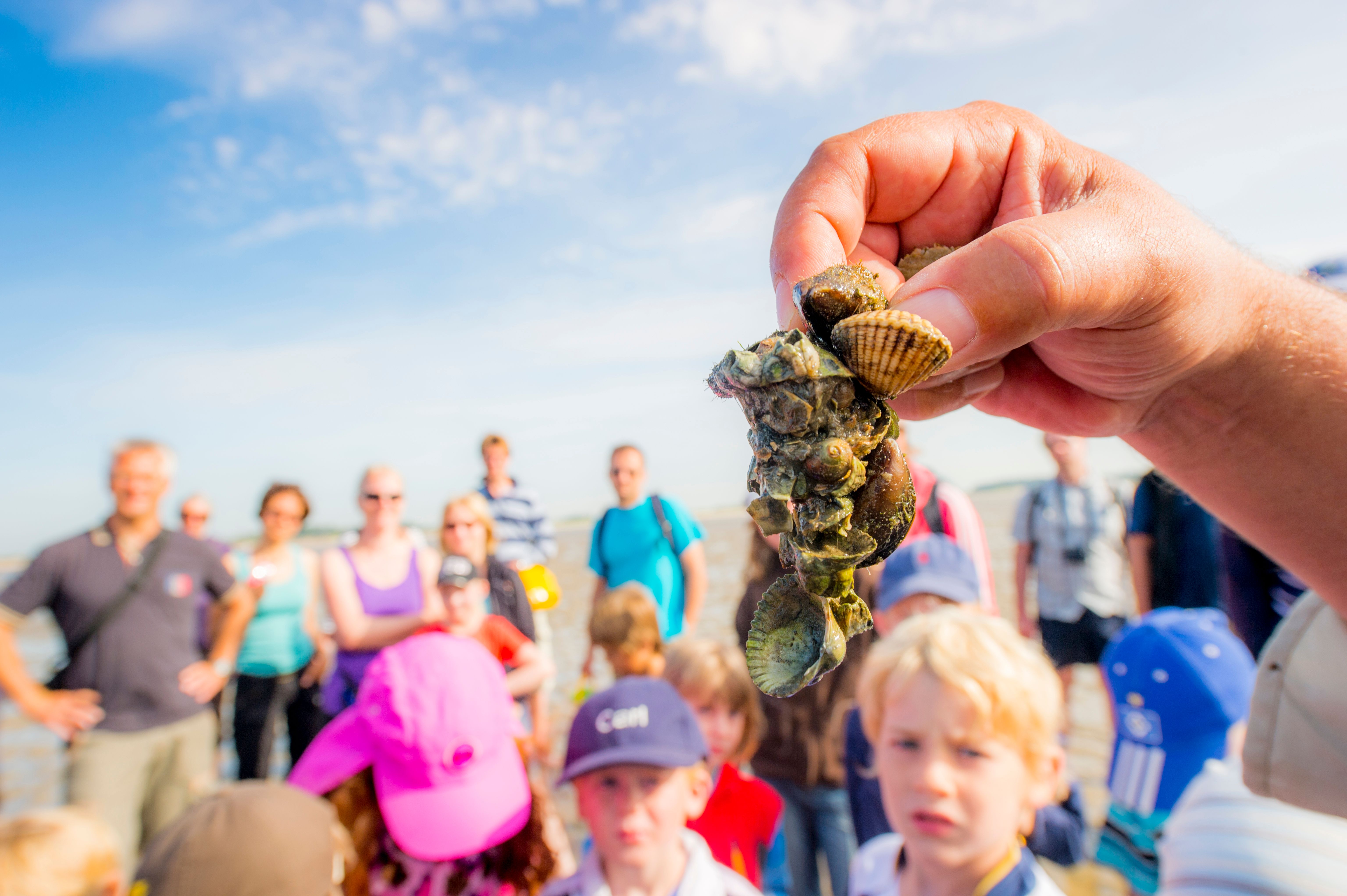 Kindern wird bei eine Wattführung bei schönem Wetter ein gezeigt, was die Natur so alles zu bieten hat im Watt. - Foto: Foehr Tourismus GmbH/Oliver Franke