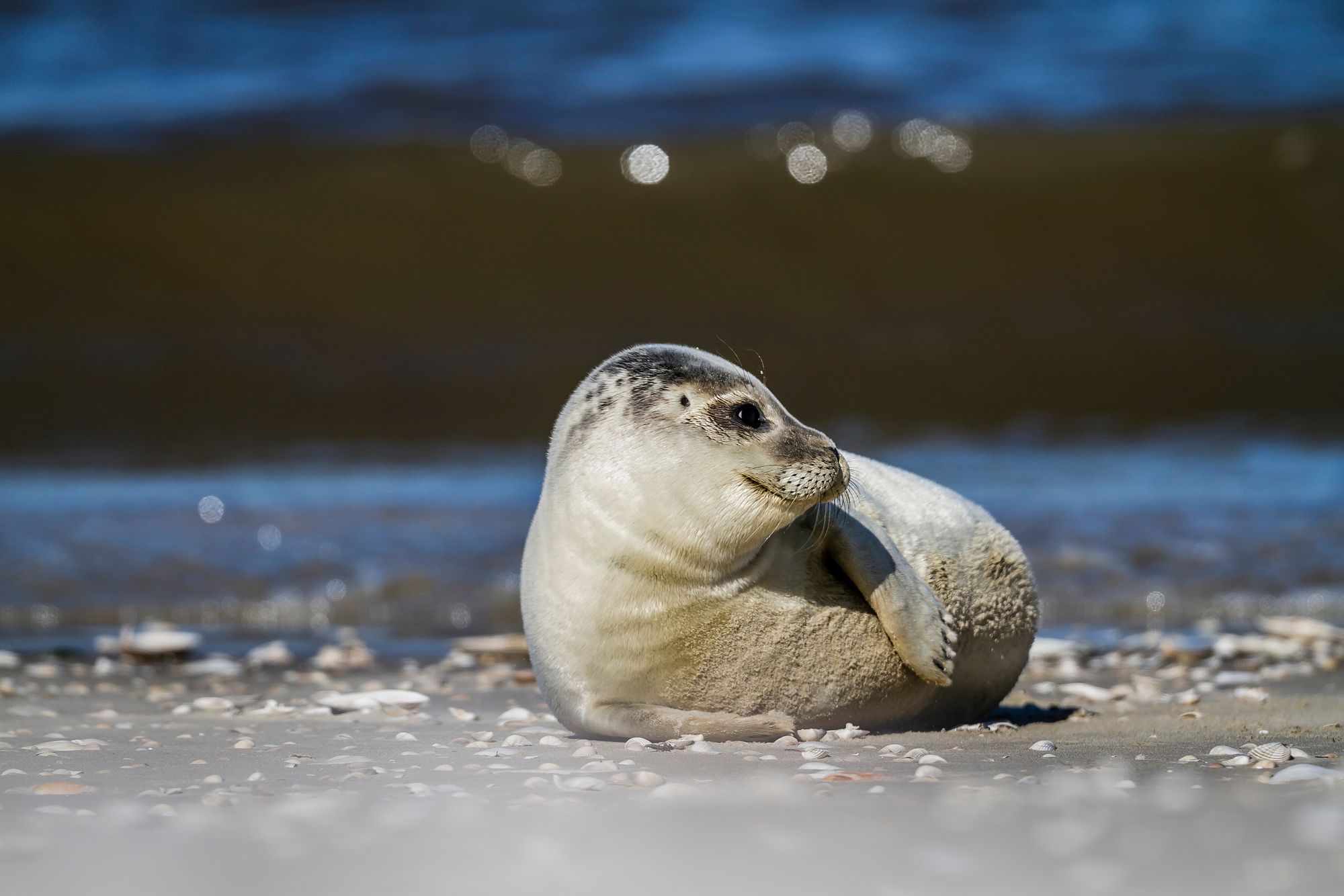 junger Seehund liegt am Strand