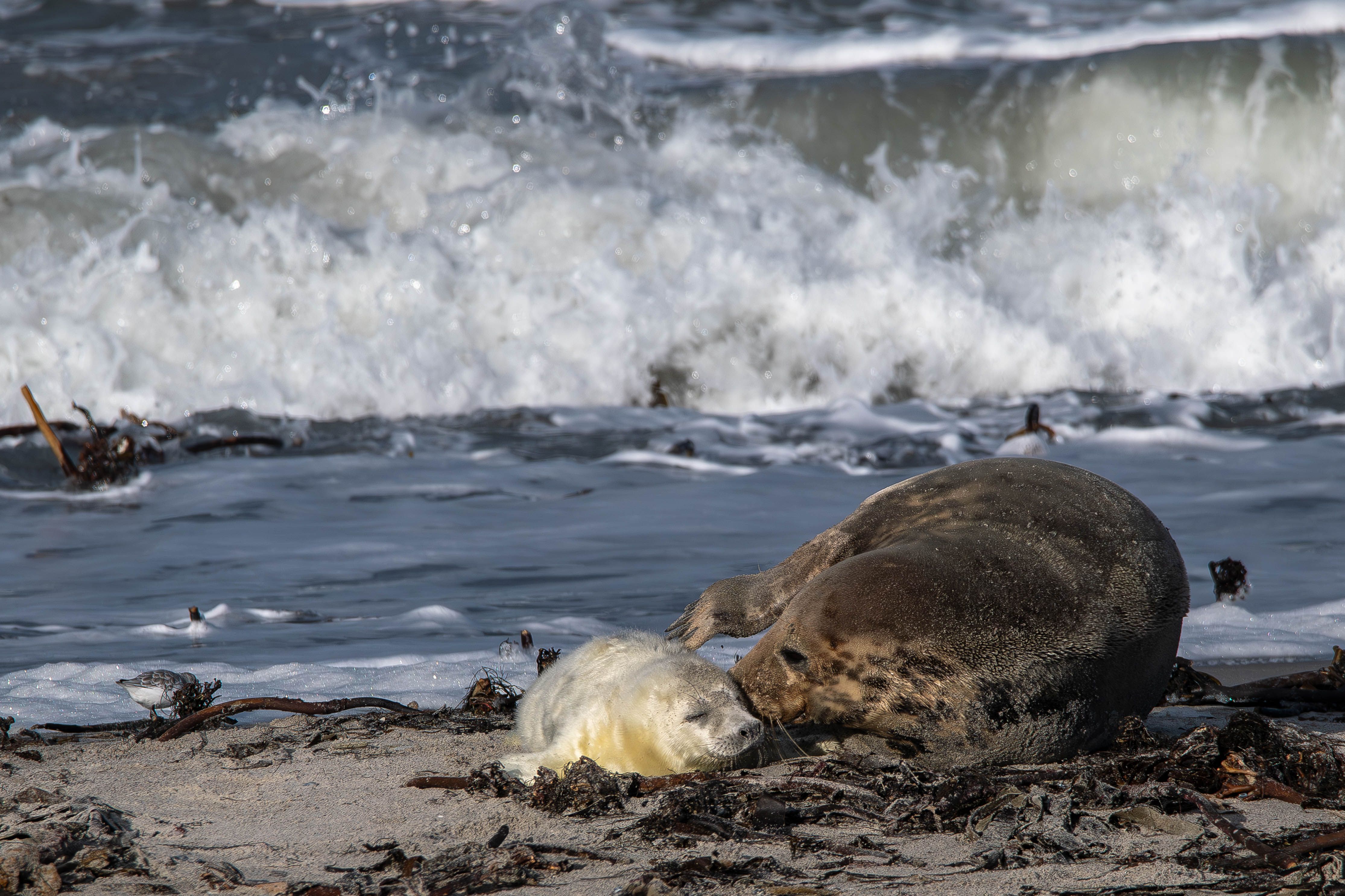 Eine Kegelrobbenmutter liegt mit ihrem weißen Nachwuchs am Spülsaum und berührt mit ihrer Schnauze den Kopf des Jungtiers.