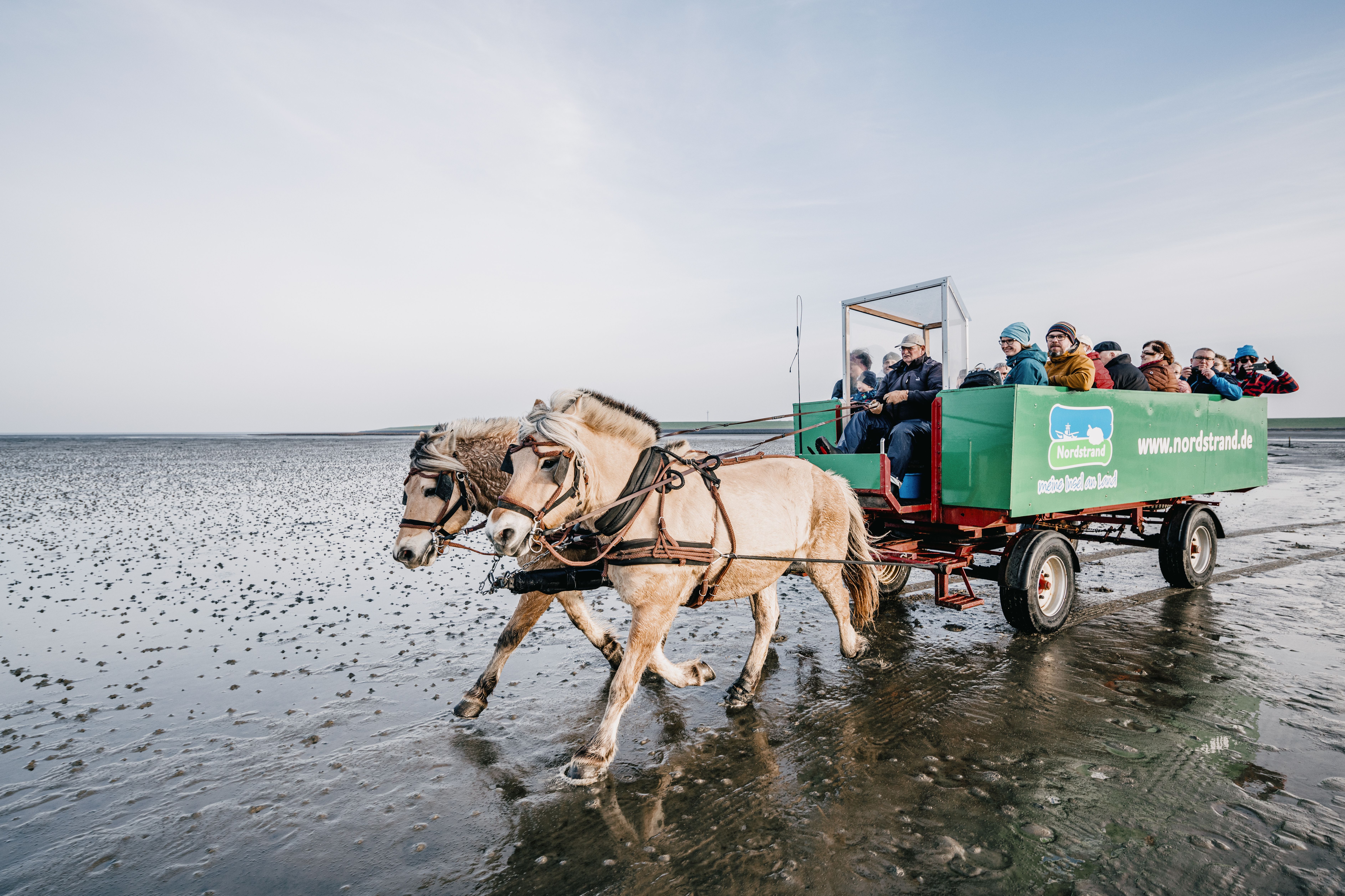 Mit dem Wattenkutscher ist die vollbesetzte grüne Kutsche, ein offener Planwagen, unterwegs auf die Hallig Südfall - Foto: Nordseeküste Nordfriesland Markus Rohrbacher