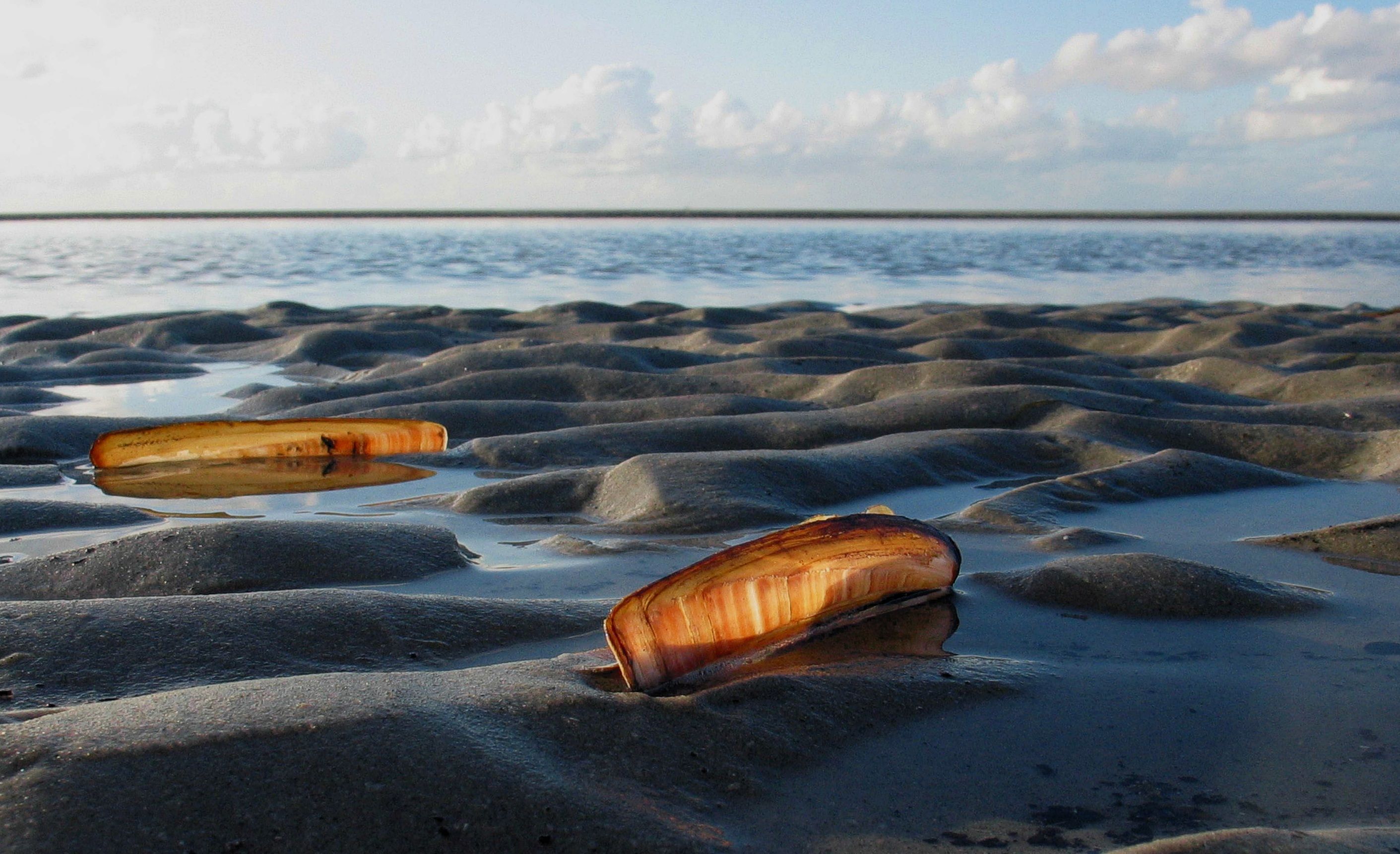 Muscheln im Gegenlicht im Wattenmeer